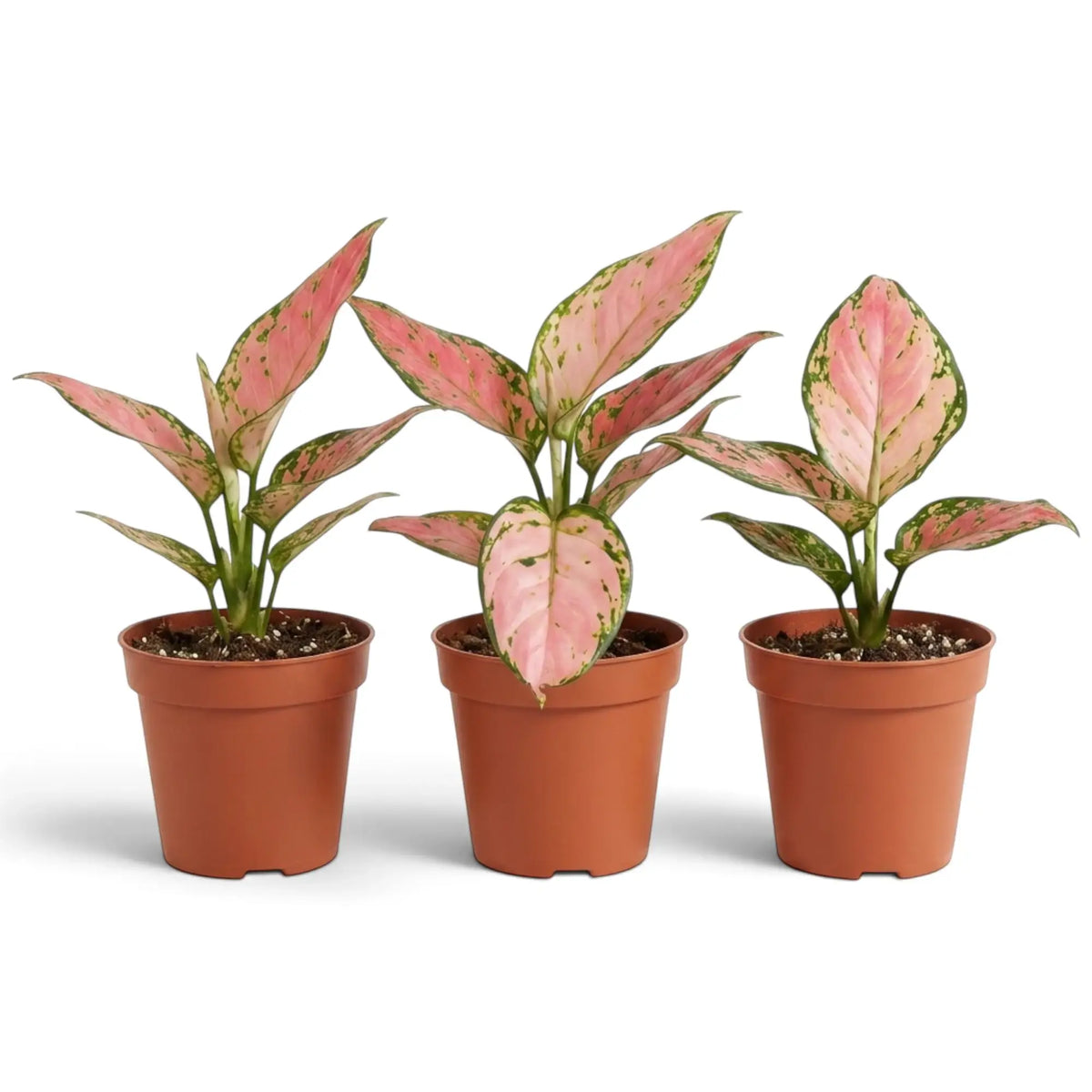 Aglaonema ‘Pink Princess’ in a nursery pot, with broad salmon-pink leaves edged in dark green