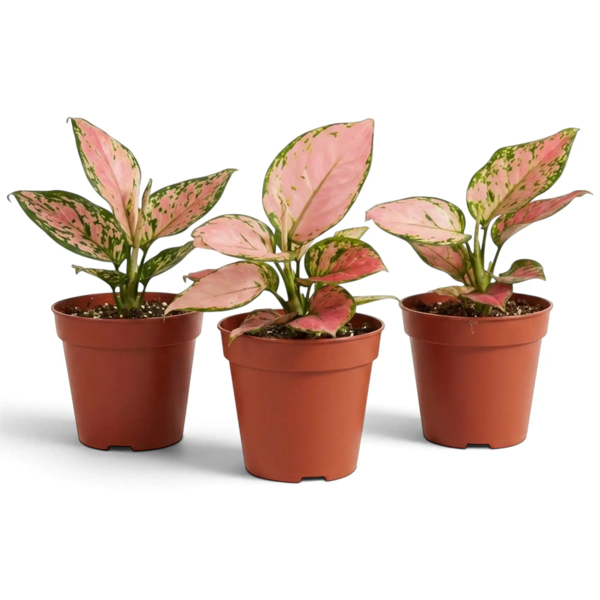 Aglaonema ‘Pink Princess’ potted plant showing salmon-pink foliage with green speckles and margins