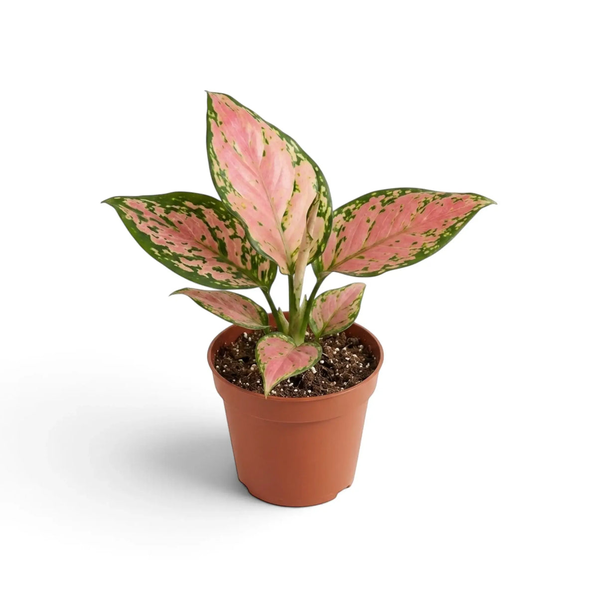 Aglaonema ‘Pink Princess’ in a nursery pot, showing broad pink leaves and pale cream petioles