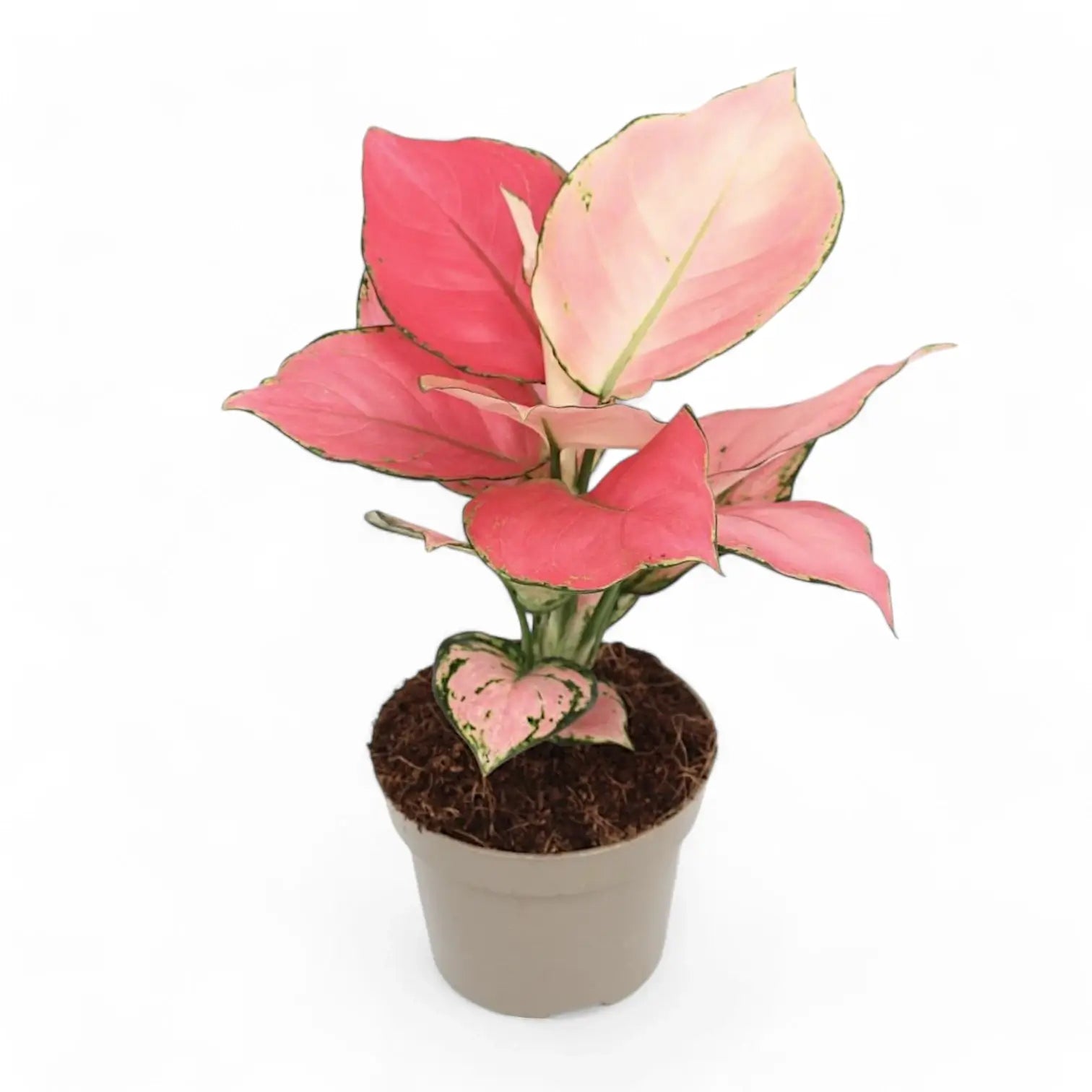 Aglaonema 'Pink Star' potted plant in nursery pot on white background.