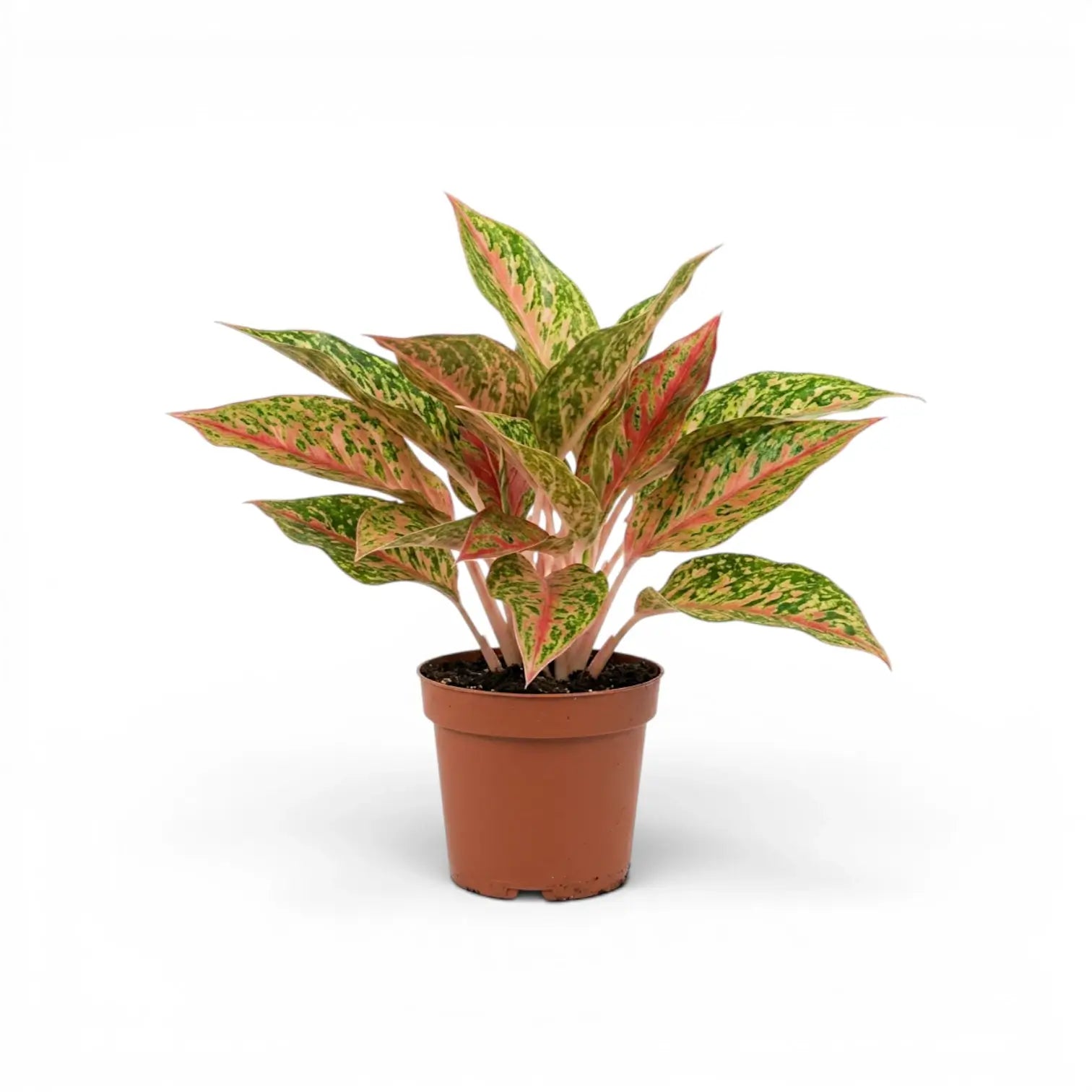 Aglaonema 'Prosperity' im Kulturtopf.