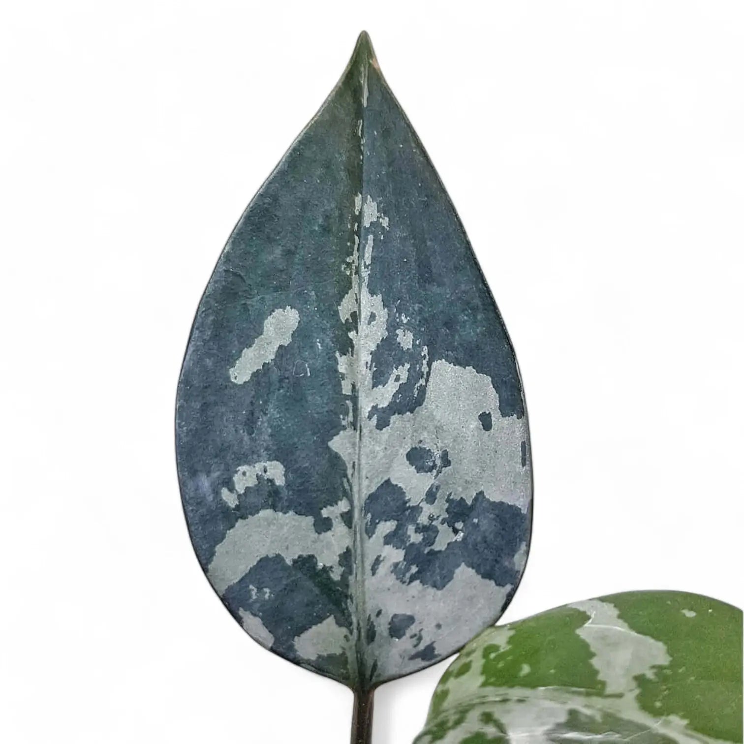 Aglaonema pumilum leaf close-up on white background.