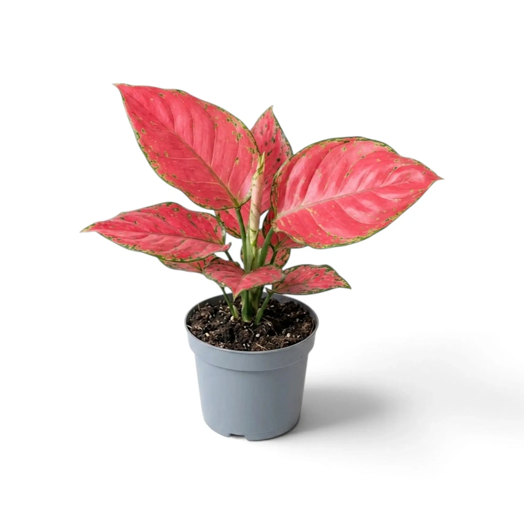 Aglaonema ‘Red Joy’ in a nursery pot, showing red-pink leaves with green markings
