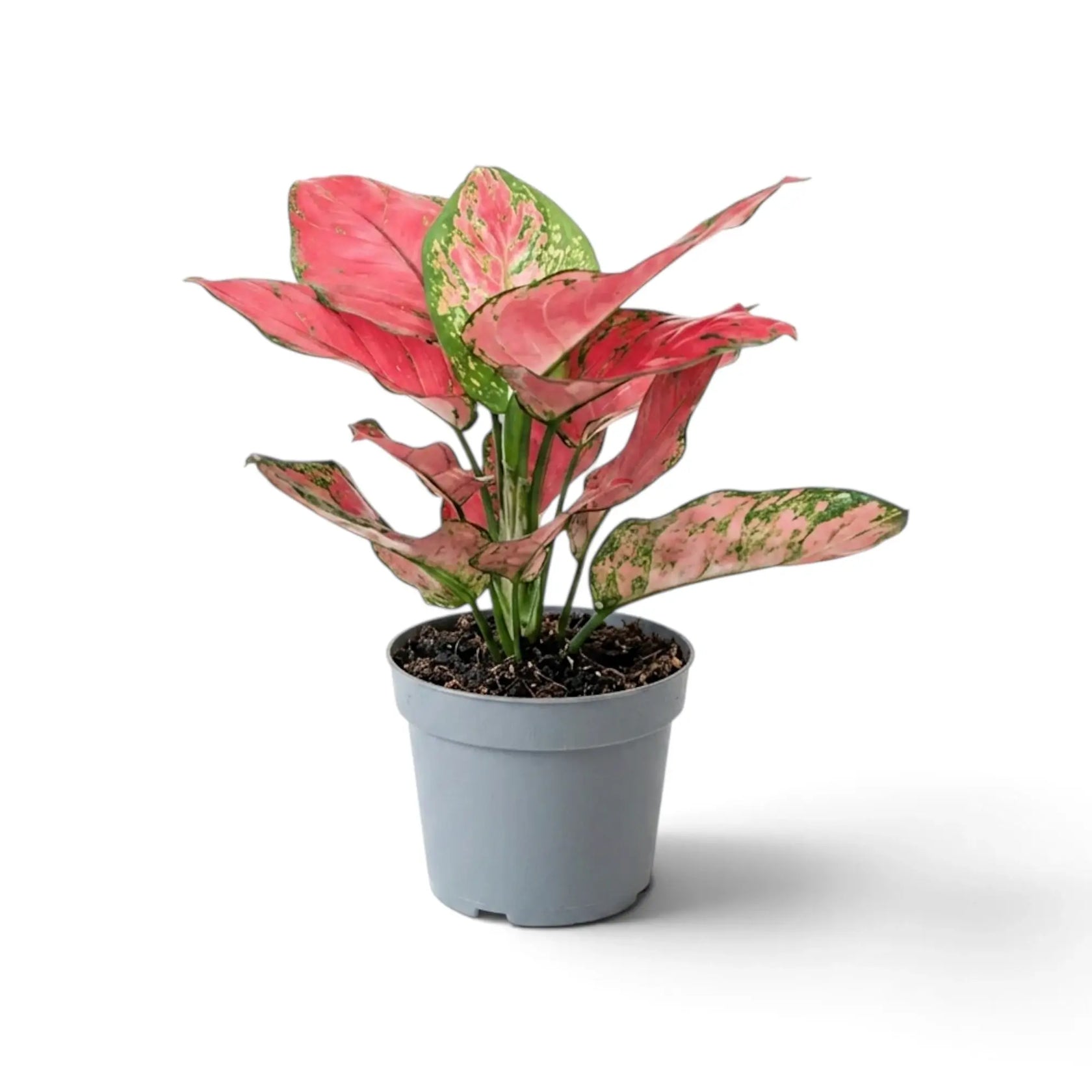 Aglaonema ‘Red Joy’ in a nursery pot, showing red-pink leaves with green markings