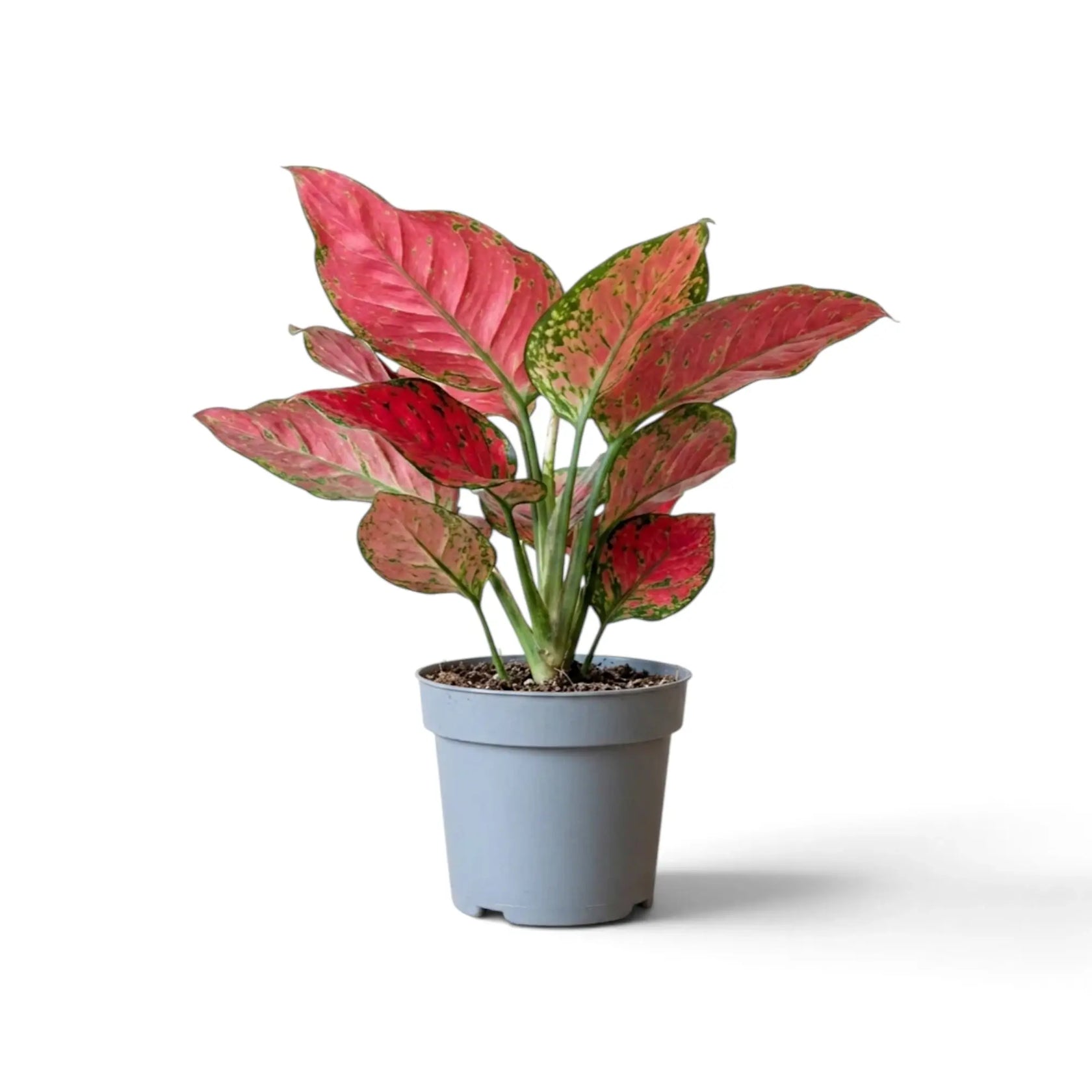 Aglaonema ‘Red Joy’ in a nursery pot, showing red-pink leaves with green markings