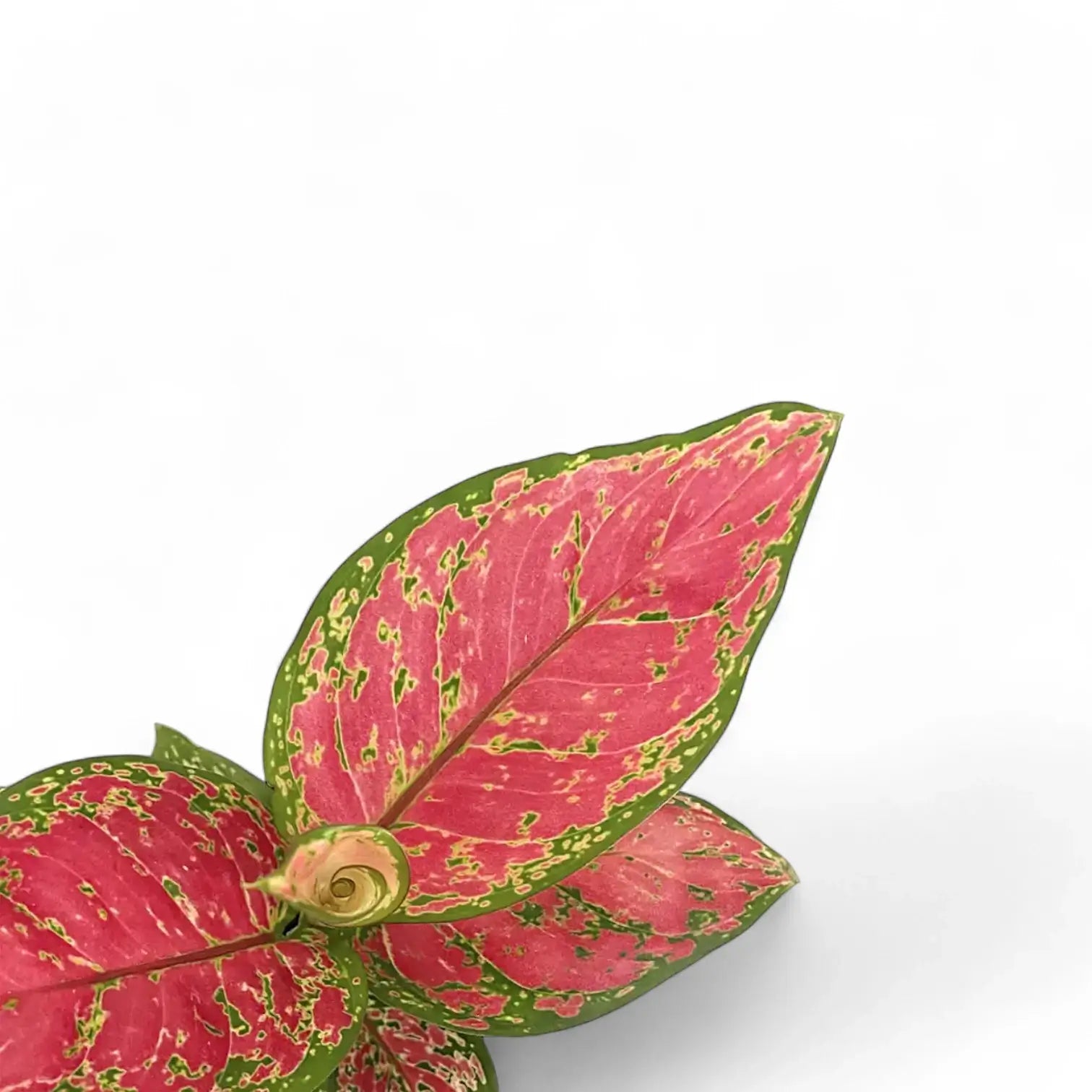 Aglaonema 'Red Valentine' leaf detail on white background.