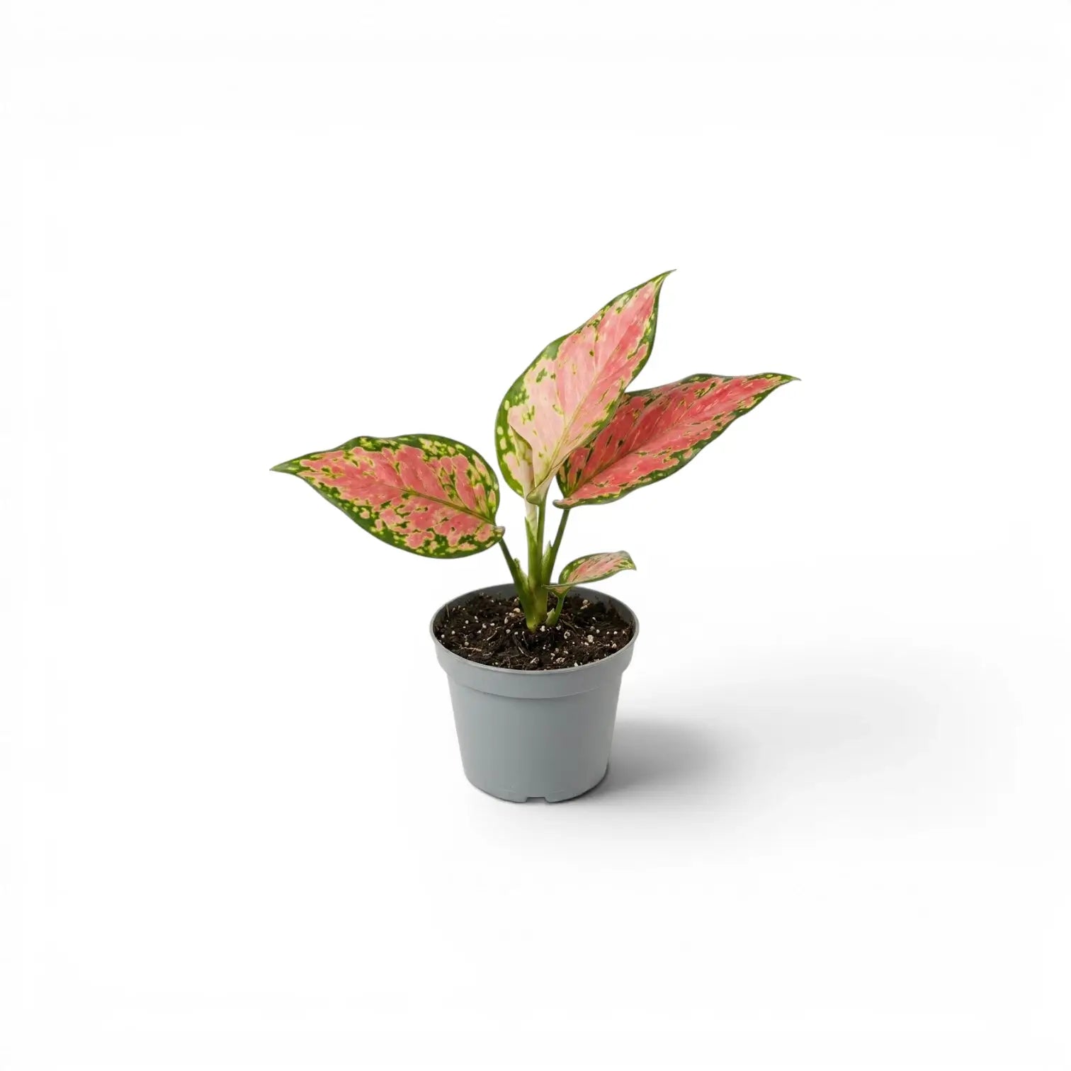 Small Aglaonema 'Red Valentine' baby plant with pink and green leaves in a nursery pot on a white background