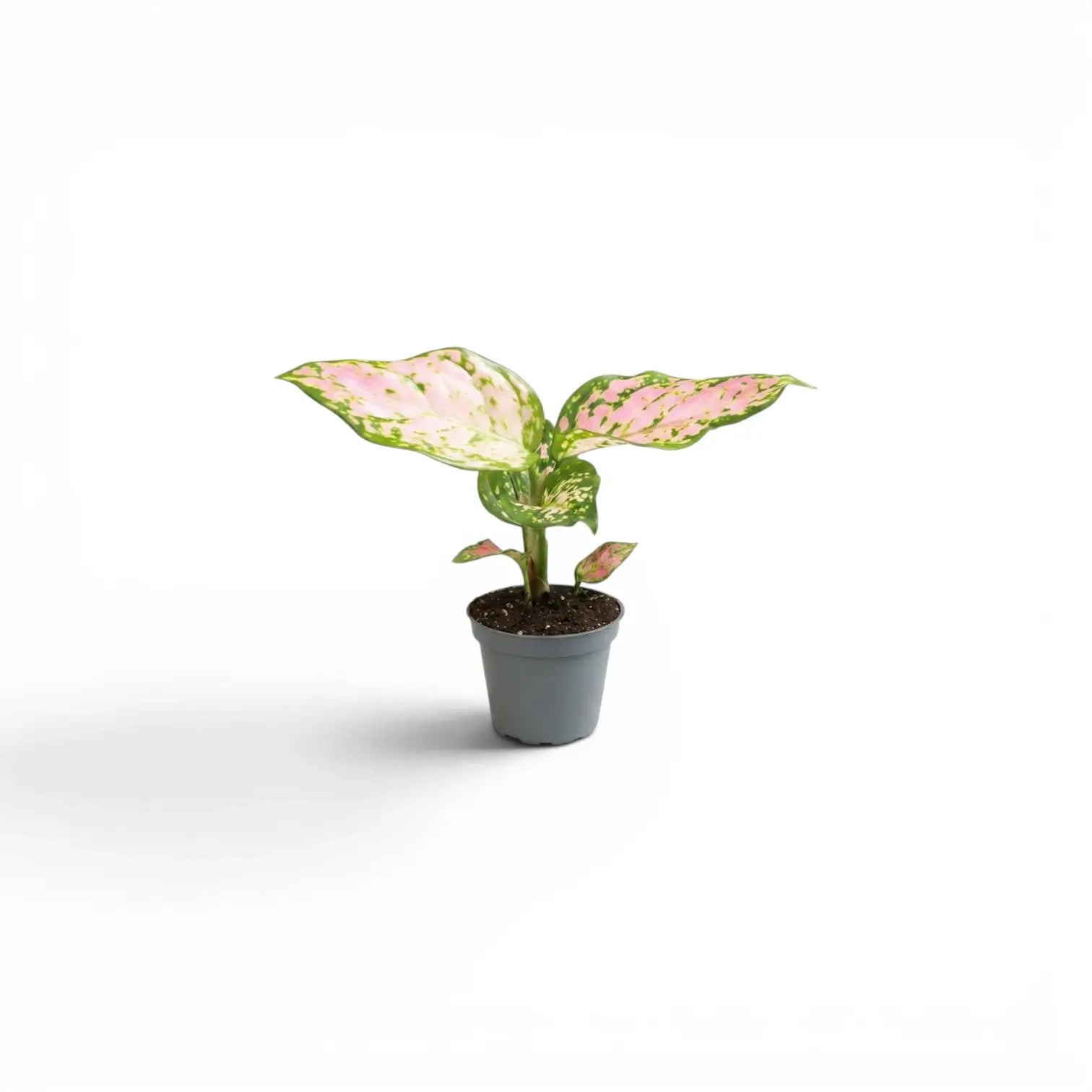 Potted Aglaonema 'Red Valentine' baby plant with red and green leaves on a white background