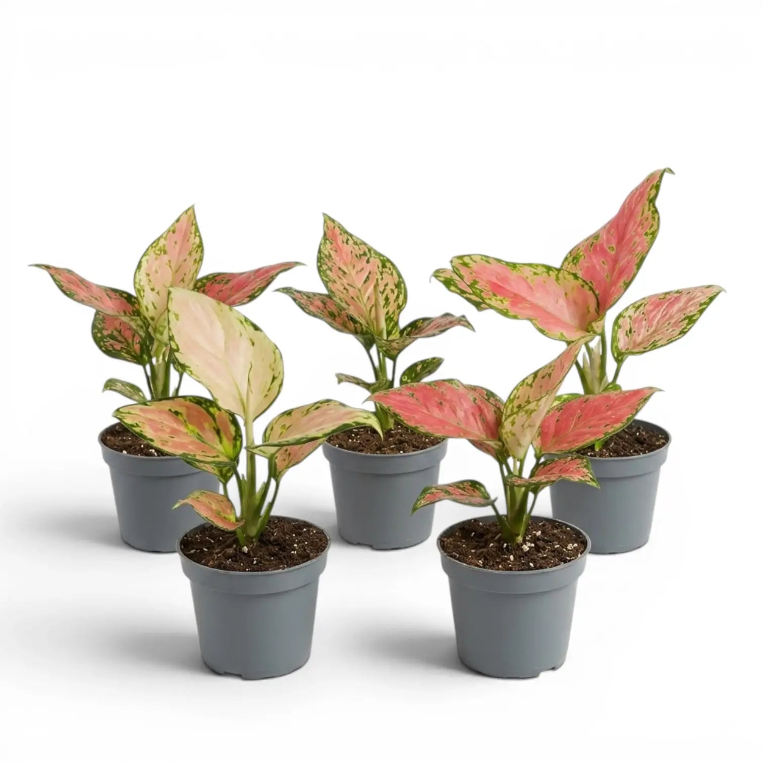 Five specimens of Aglaonema 'Red Valentine' baby plants with pink and green leaves in nursery pots on a white background