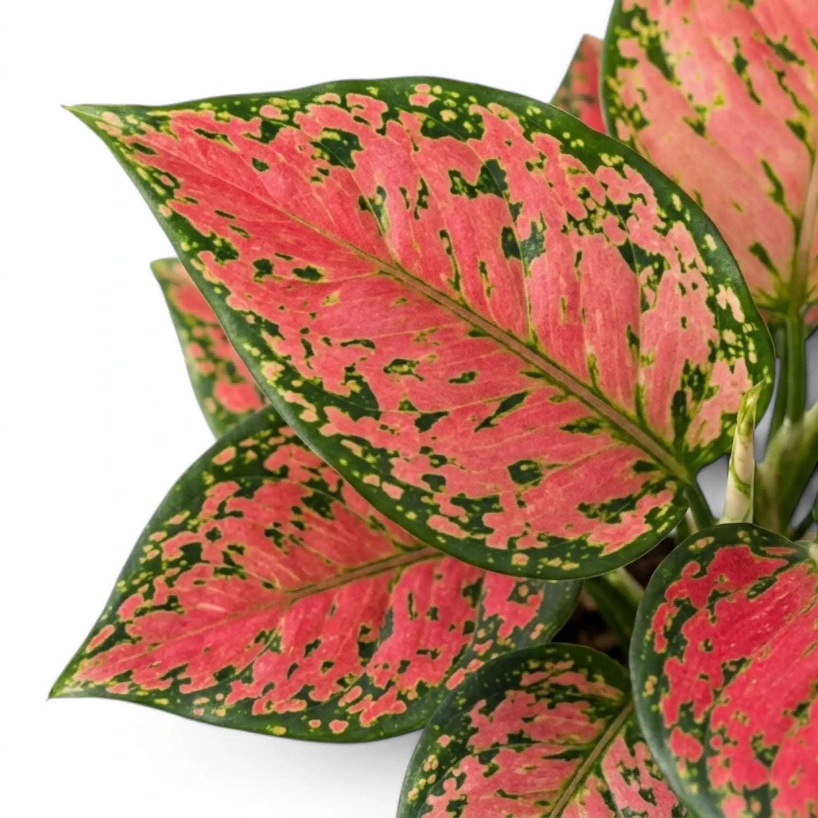 Close-up of pink and green foliage of Aglaonema 'Red Valentine' on a white background