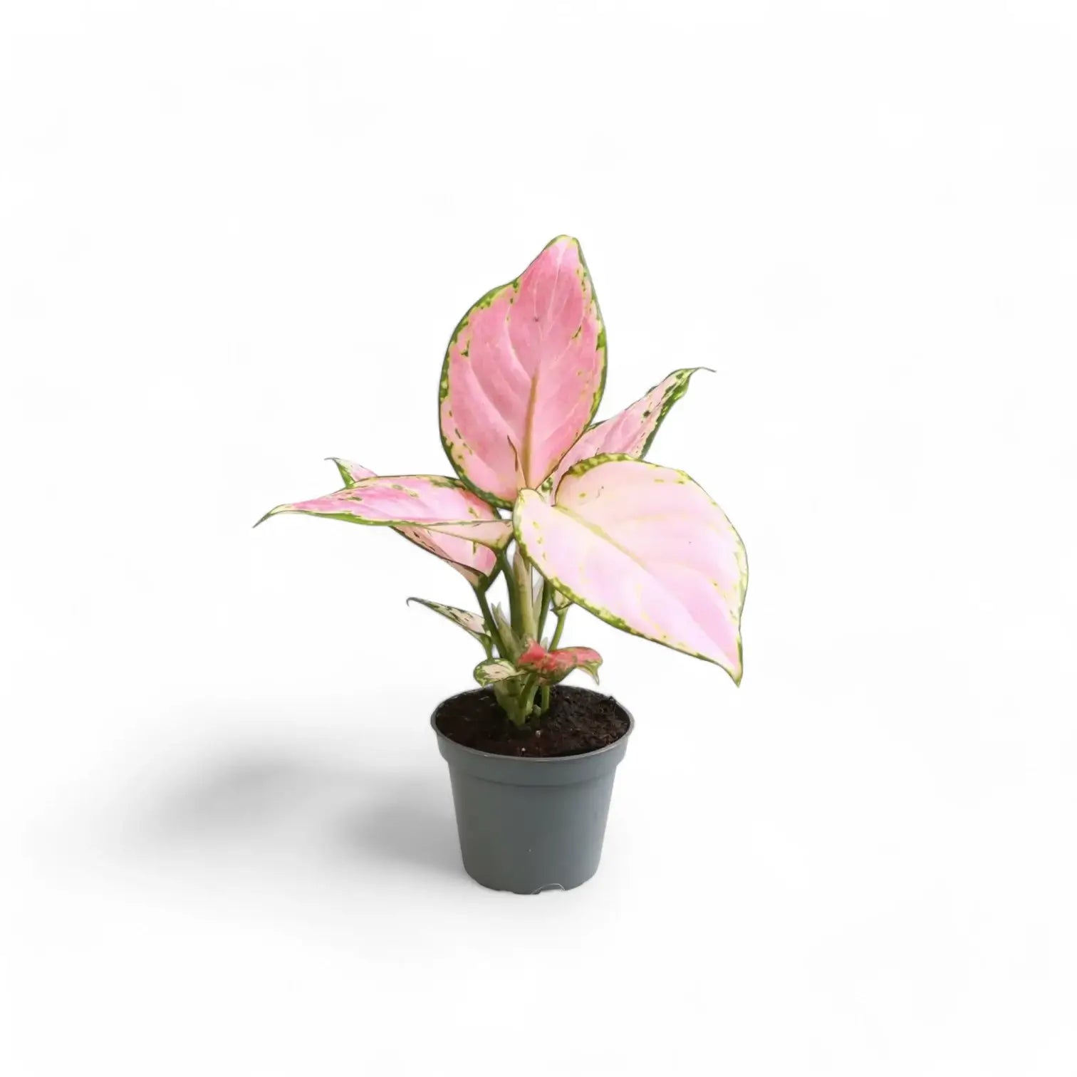 Aglaonema 'Red Zircon' potted plant in nursery pot on white background.