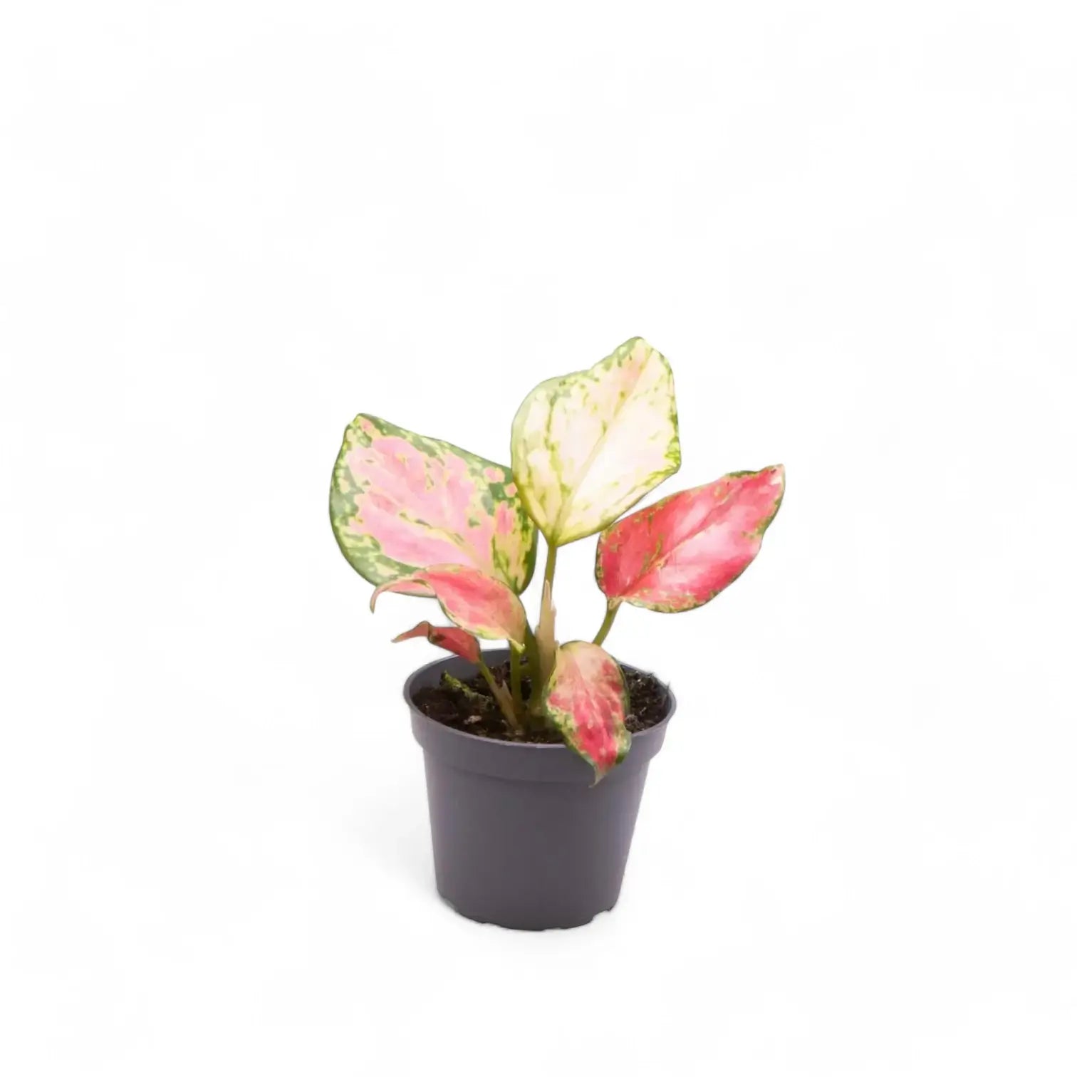 Aglaonema 'Red Zircon' potted plant in nursery pot on white background.