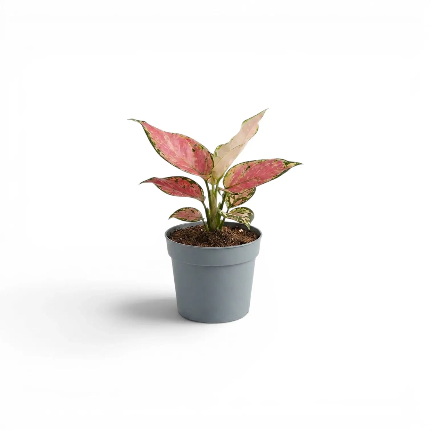 Aglaonema ‘Red Zircon’ baby plant with two broad pink leaves above a grey nursery pot.
