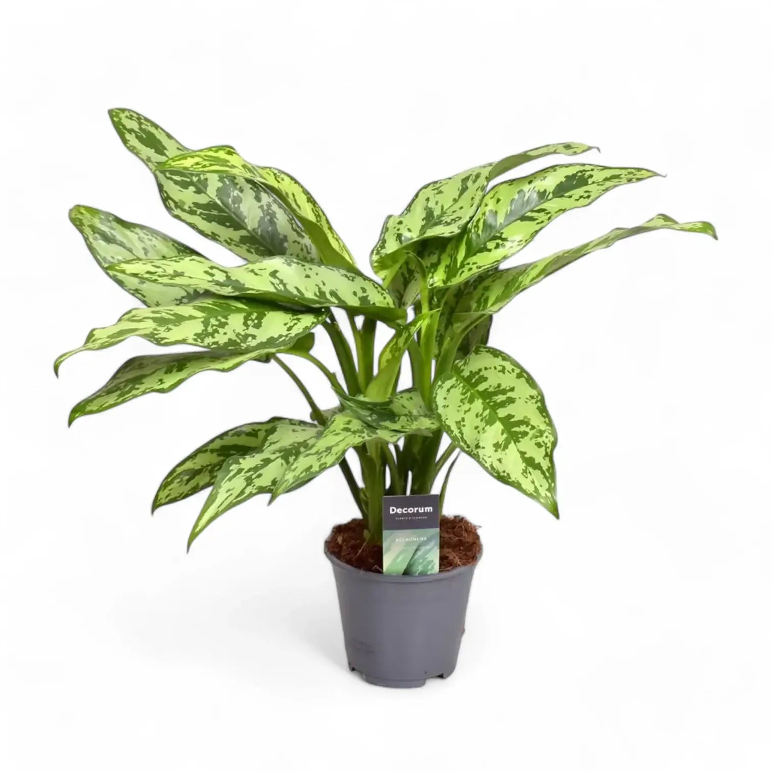 Aglaonema 'Romeo' Zimmerpflanze im Anzuchttopf vor weißem Hintergrund, Produktfoto 2.
