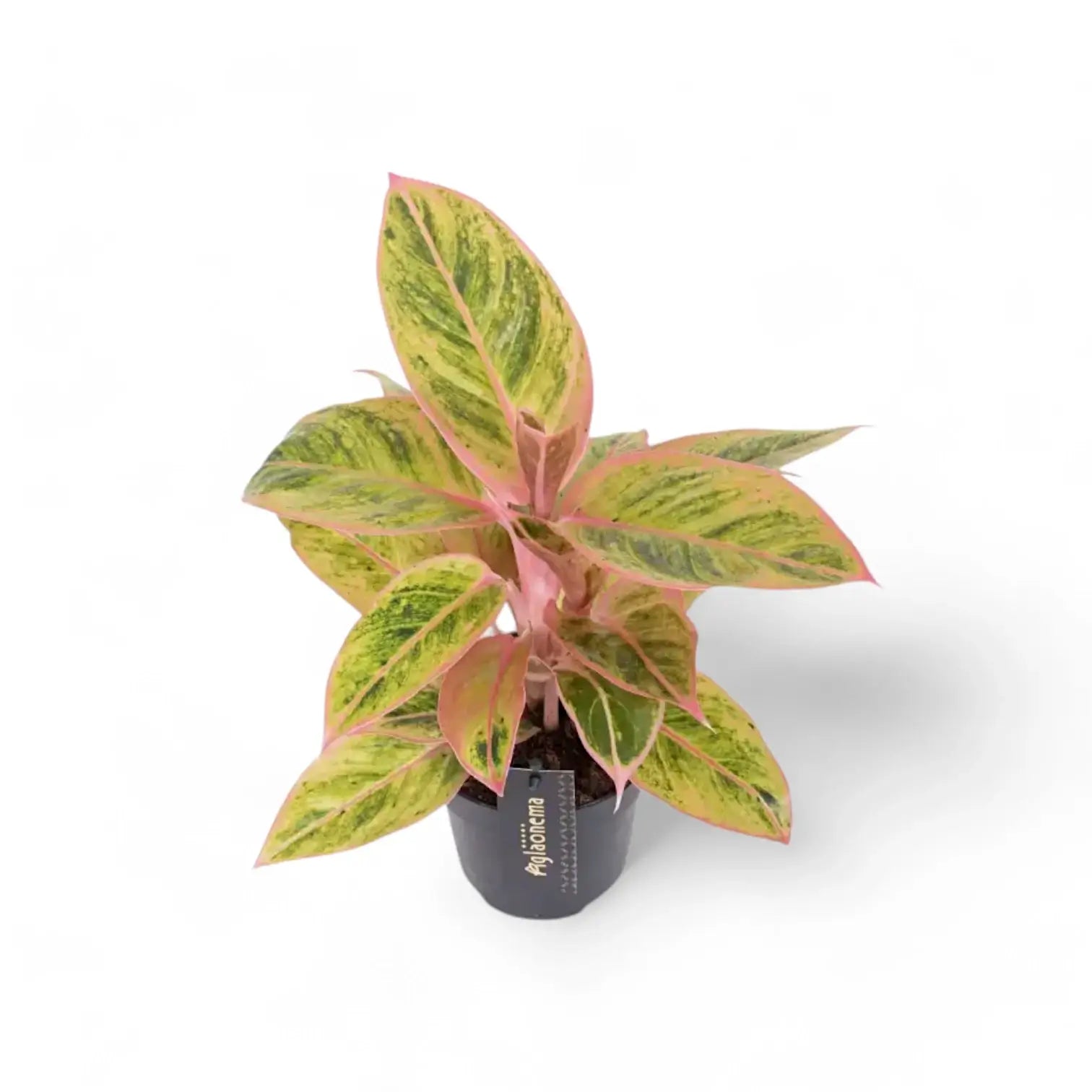 Aglaonema 'Salmon Fantasy' potted plant in nursery pot on white background.