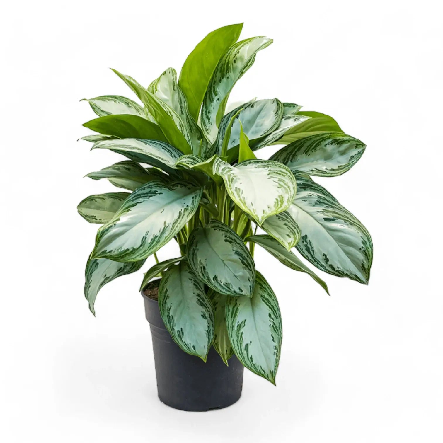 Aglaonema 'Silver Bay' potted plant in nursery pot on white background.