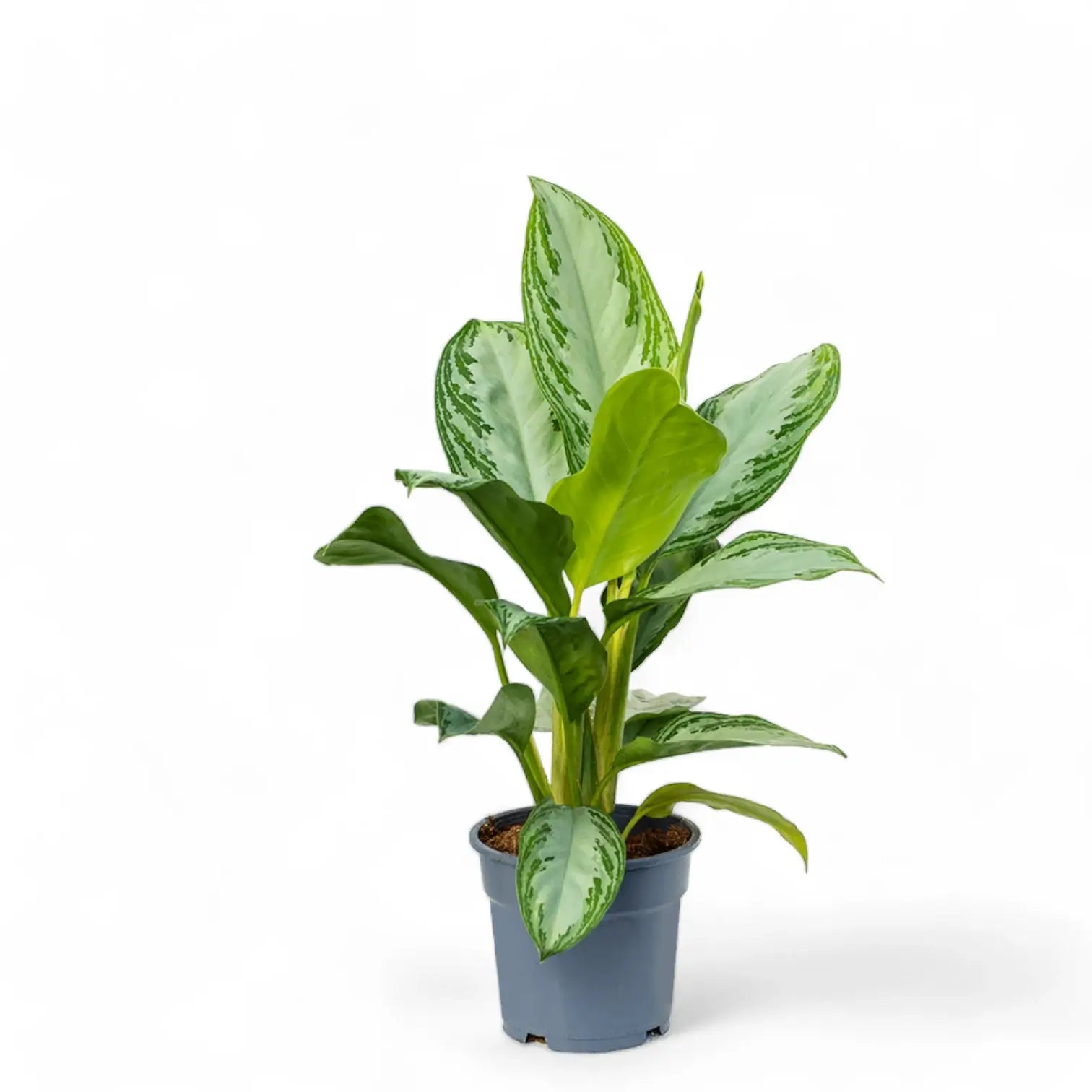 Aglaonema 'Silver Bay' potted plant in nursery pot on white background.