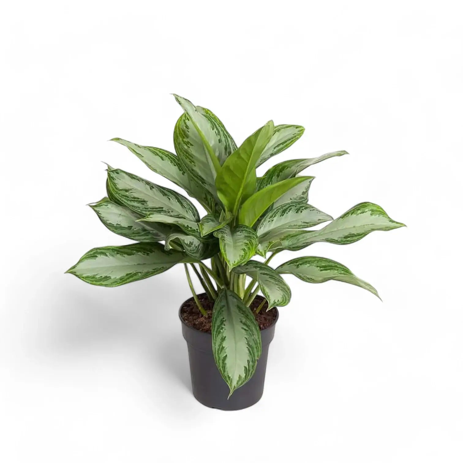 Aglaonema 'Silver Bay' potted plant in nursery pot on white background.