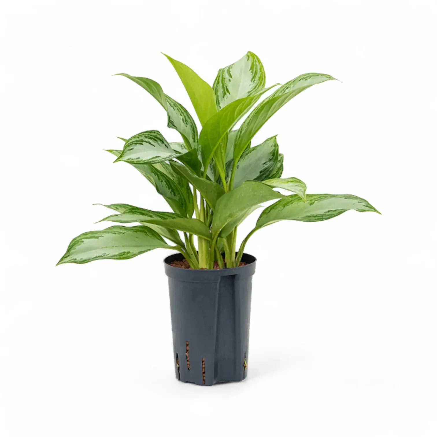 Aglaonema 'Silver Bay' potted plant in nursery pot on white background.