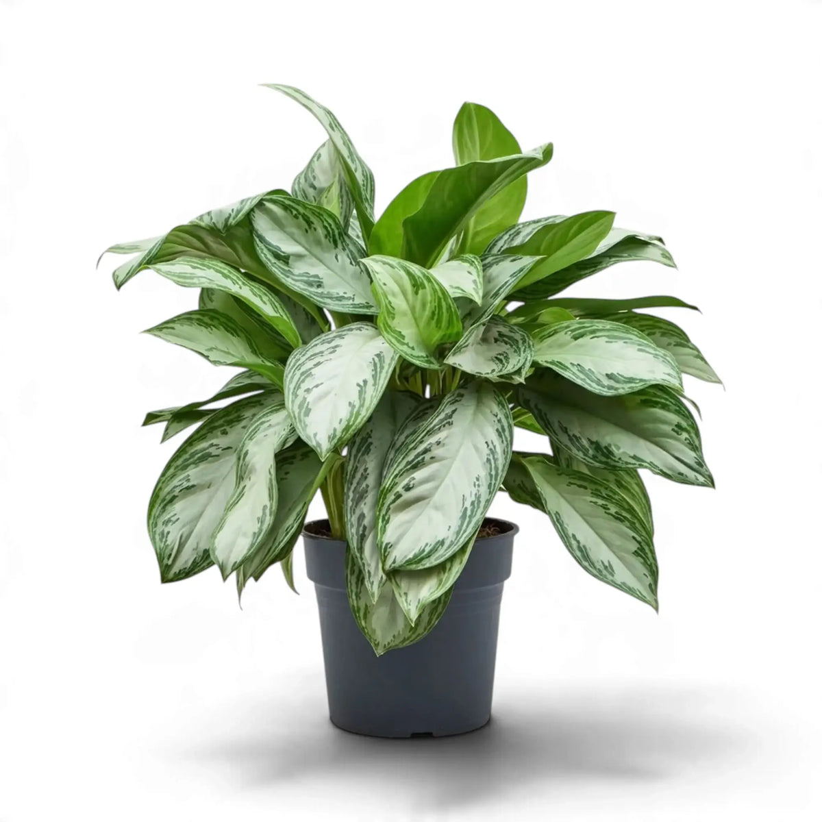 Dicht belaubte Aglaonema ‘Silver Bay’ im schwarzen Topf mit breiten, silbrig gemusterten Blättern, die sich nach außen neigen