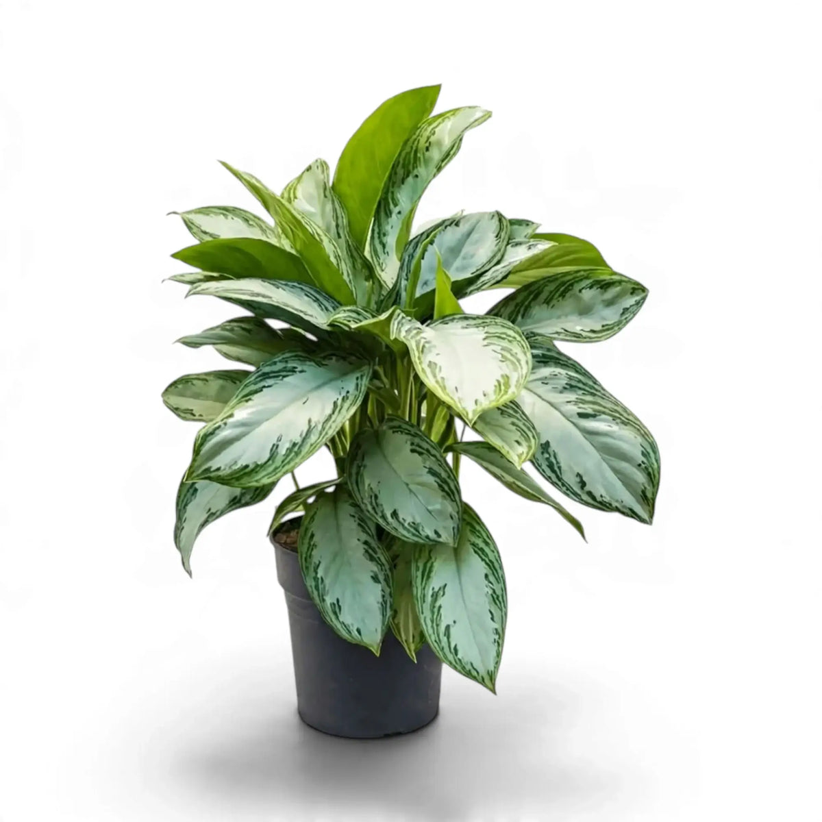Aglaonema ‘Silver Bay’ mit dichtem, silbergrünem Blattwerk und jungen hellgrünen Blättern im schwarzen Topf