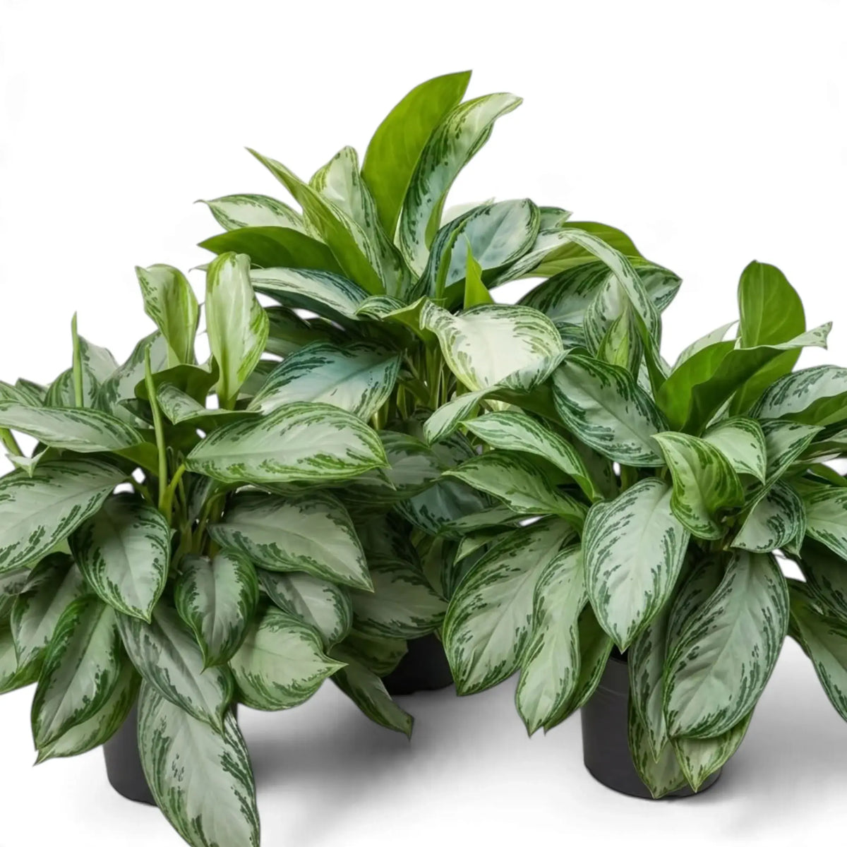 Zwei dicht belaubte Aglaonema ‘Silver Bay’ in dunklen Töpfen mit breiten, silbrig gesprenkelten Blättern