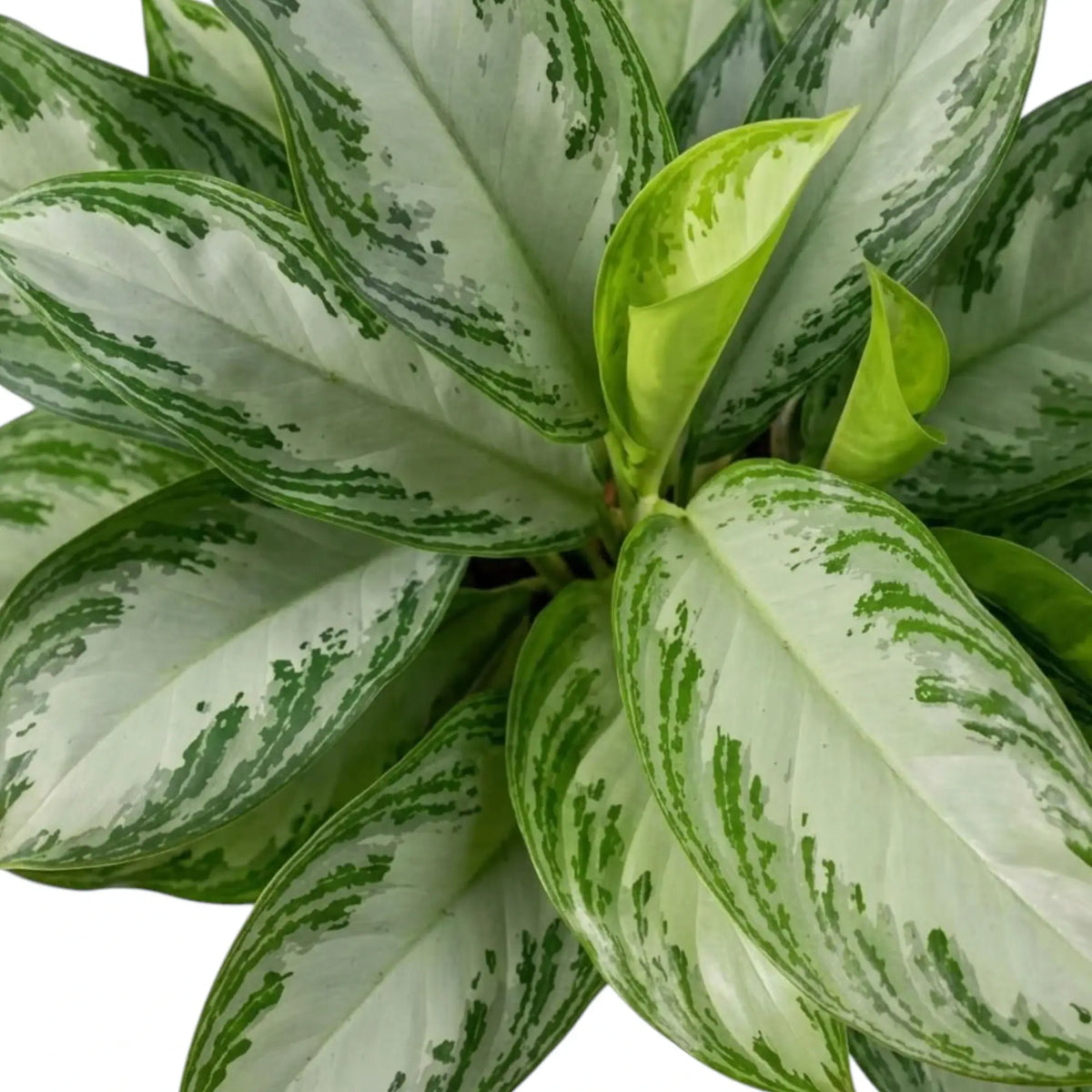 Ein hellgrünes Blatt treibt zwischen den silbrig gesprenkelten Blättern von Aglaonema ‘Silver Bay’ aus