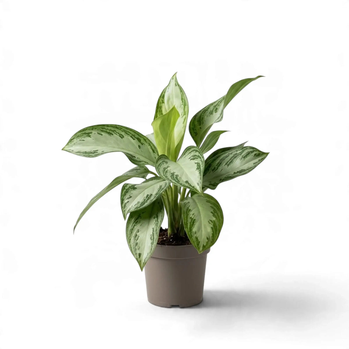 Aglaonema ‘Silver Bay’ im graubraunen Kulturtopf mit aufrechten, silbergrünen Blättern