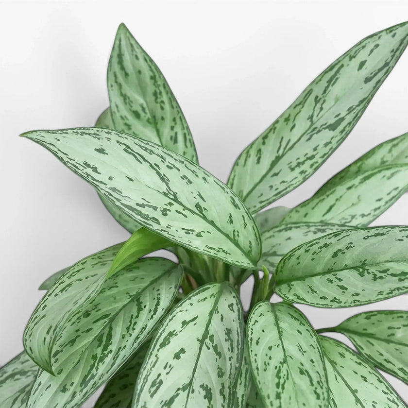 Blätter von Aglaonema 'Silver Queen' in Nahaufnahme.