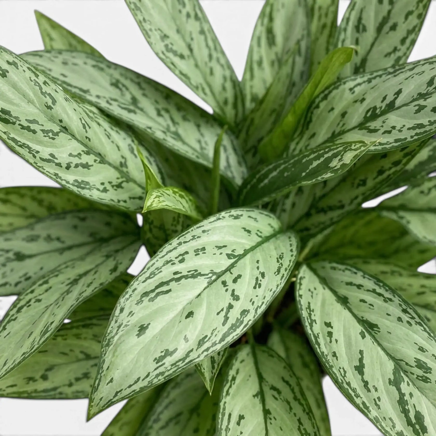 Close-up of Aglaonema 'Silver Queen' leaves.