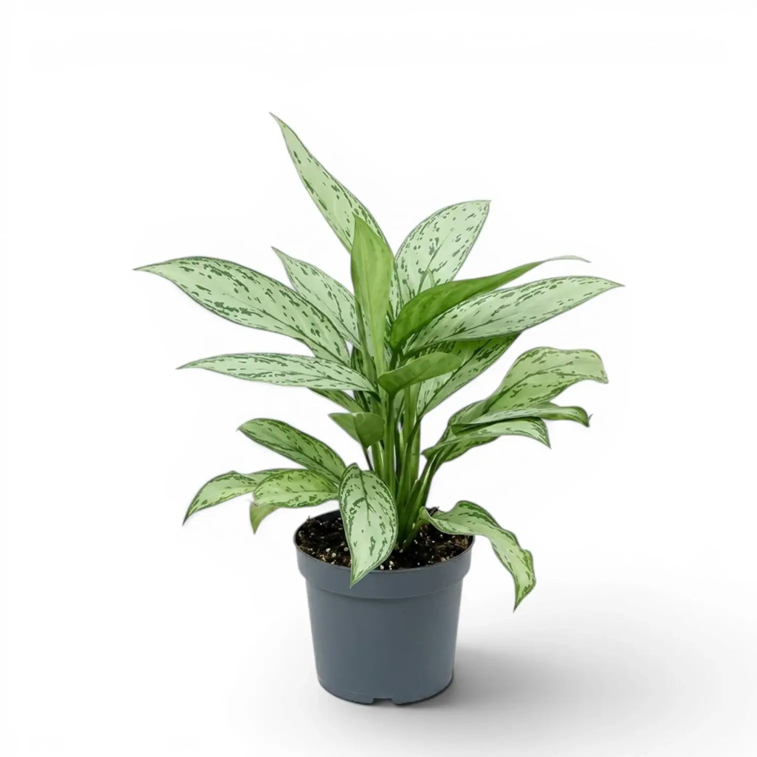 Aglaonema 'Silver Queen' plant in a nursery pot.