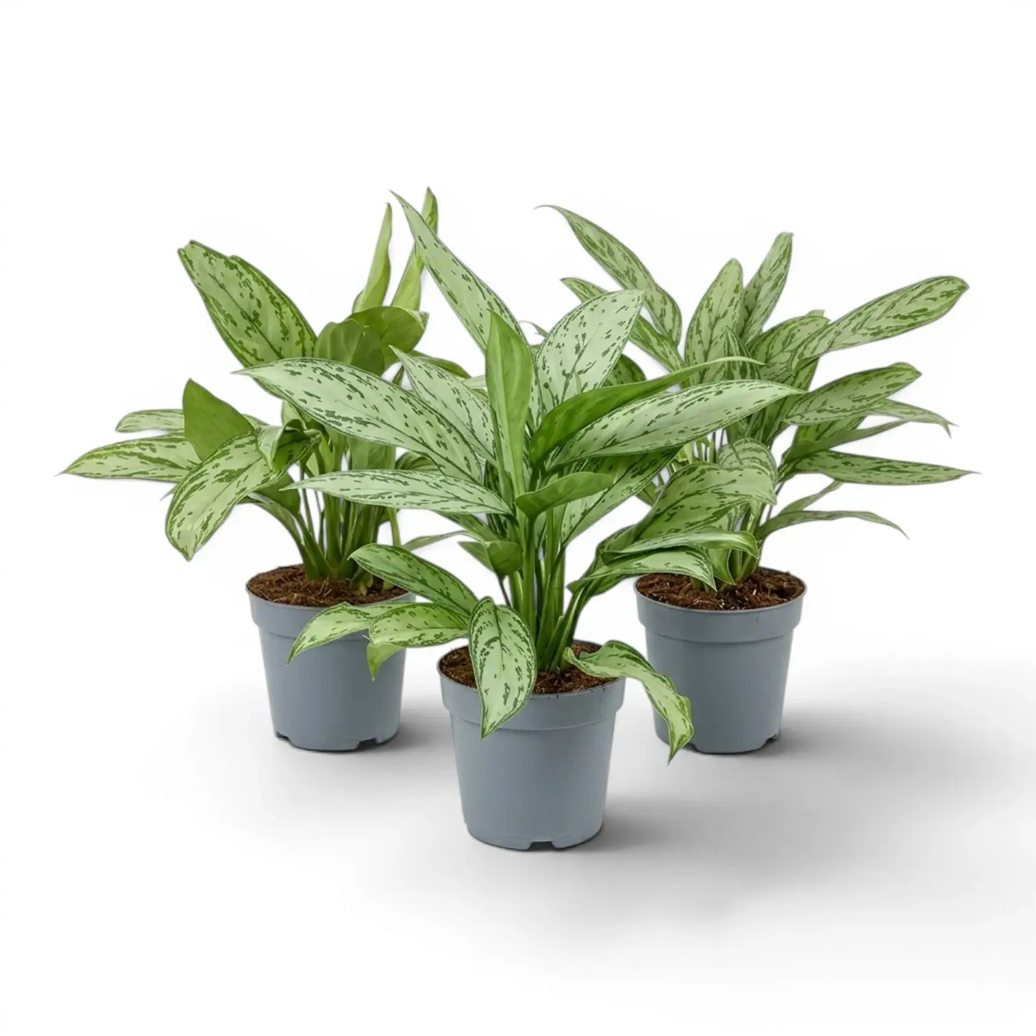 Aglaonema 'Silver Queen' plant in a nursery pot.