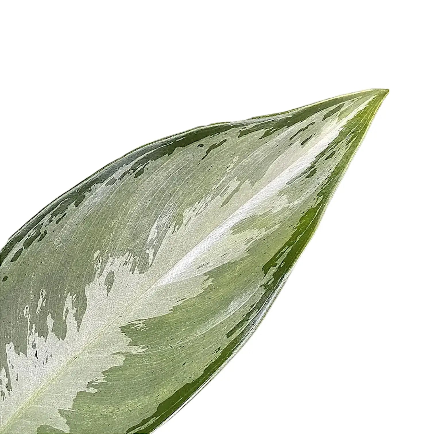 Aglaonema 'Silverado' – Blattdetail vor weißem Hintergrund..