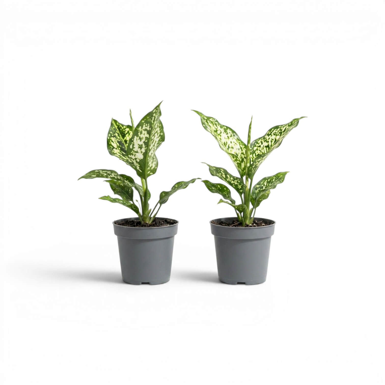 Two Aglaonema Snowflake baby plants with variegated leaves in nursery pots on a white background