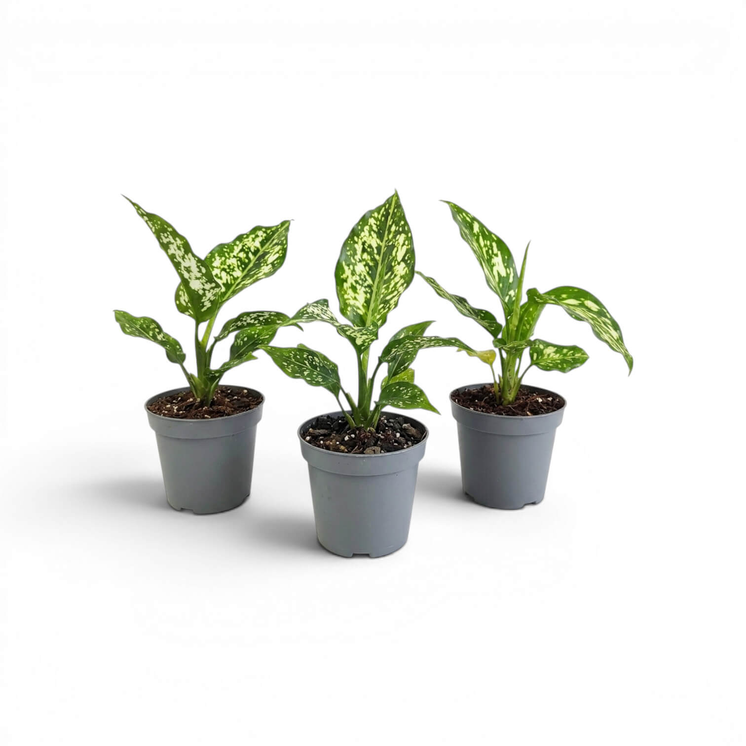 Three Aglaonema Snowflake baby plants with variegated leaves on a white background
