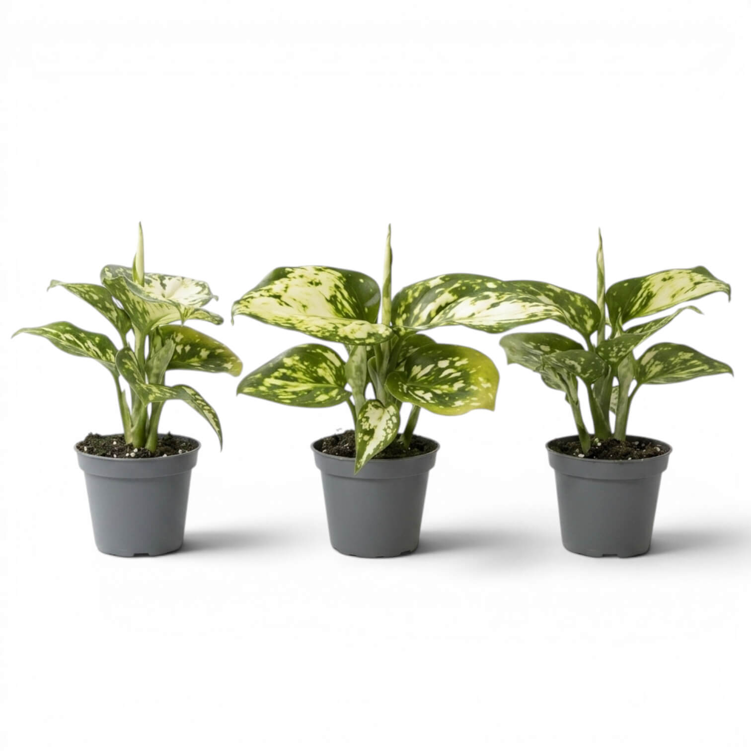 Three Aglaonema Snowflake baby plants with variegated leaves on a white background