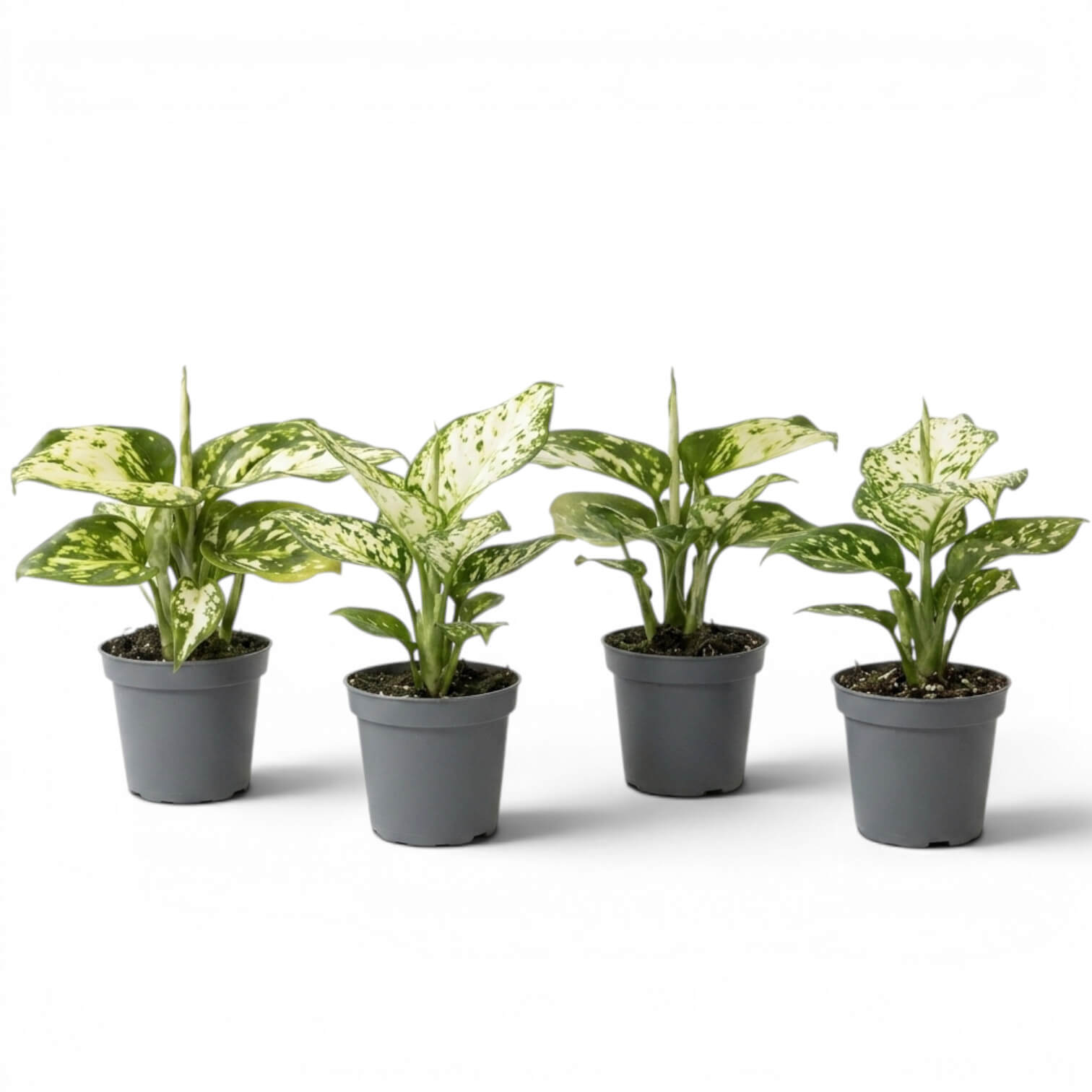 Four specimens of Aglaonema Snowflake baby plants with variegated leaves on a white background