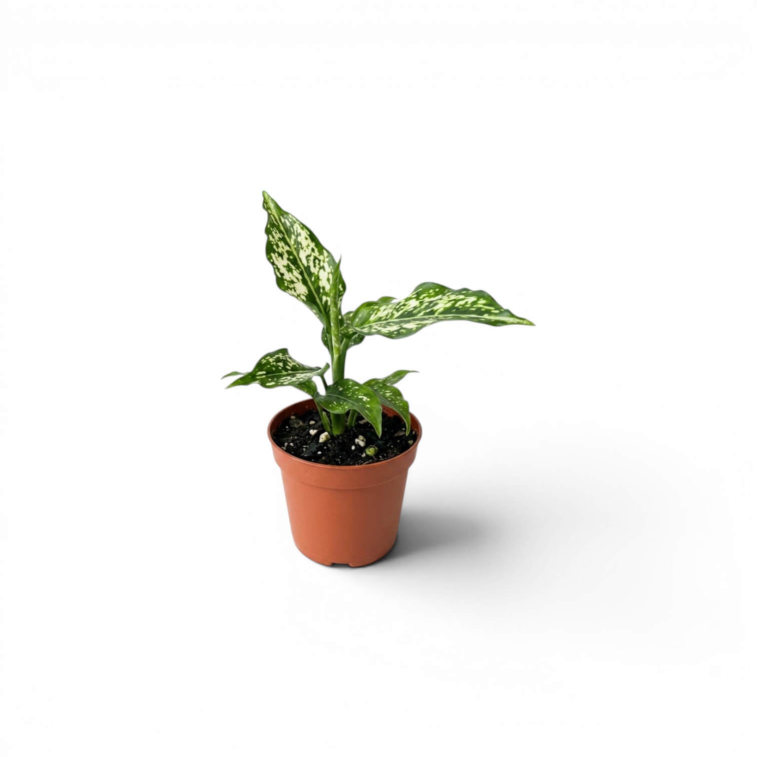 Aglaonema Snowflake baby plant with variegated leaves in a nursery pot on a white background