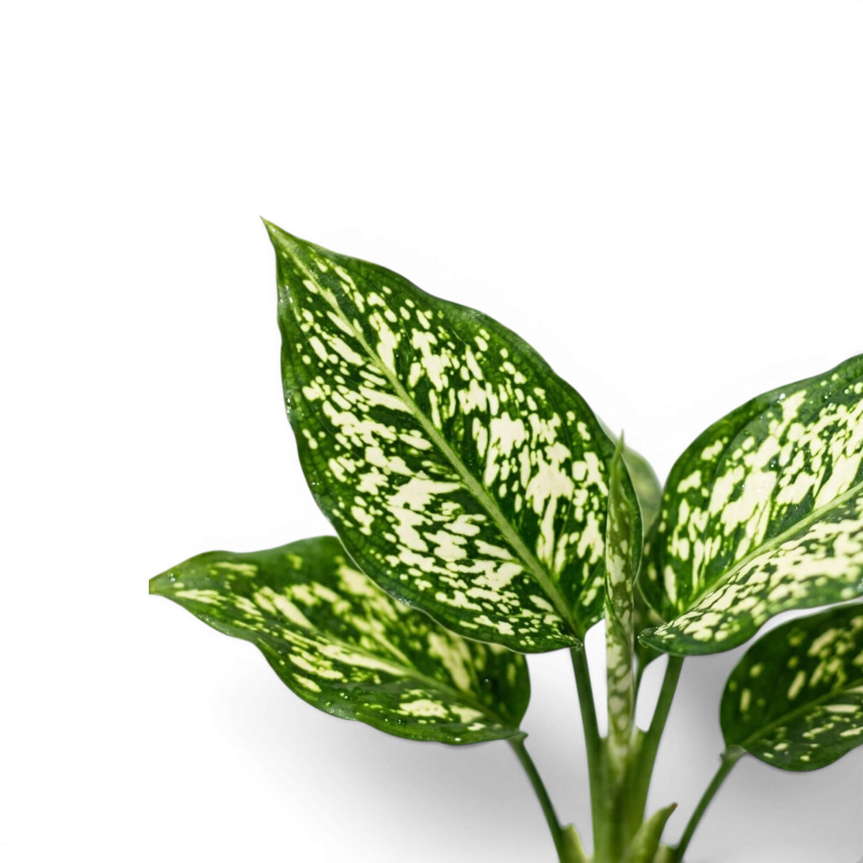 Close-up of green Agaloanema Snowflake foliage with white spots on a plain background
