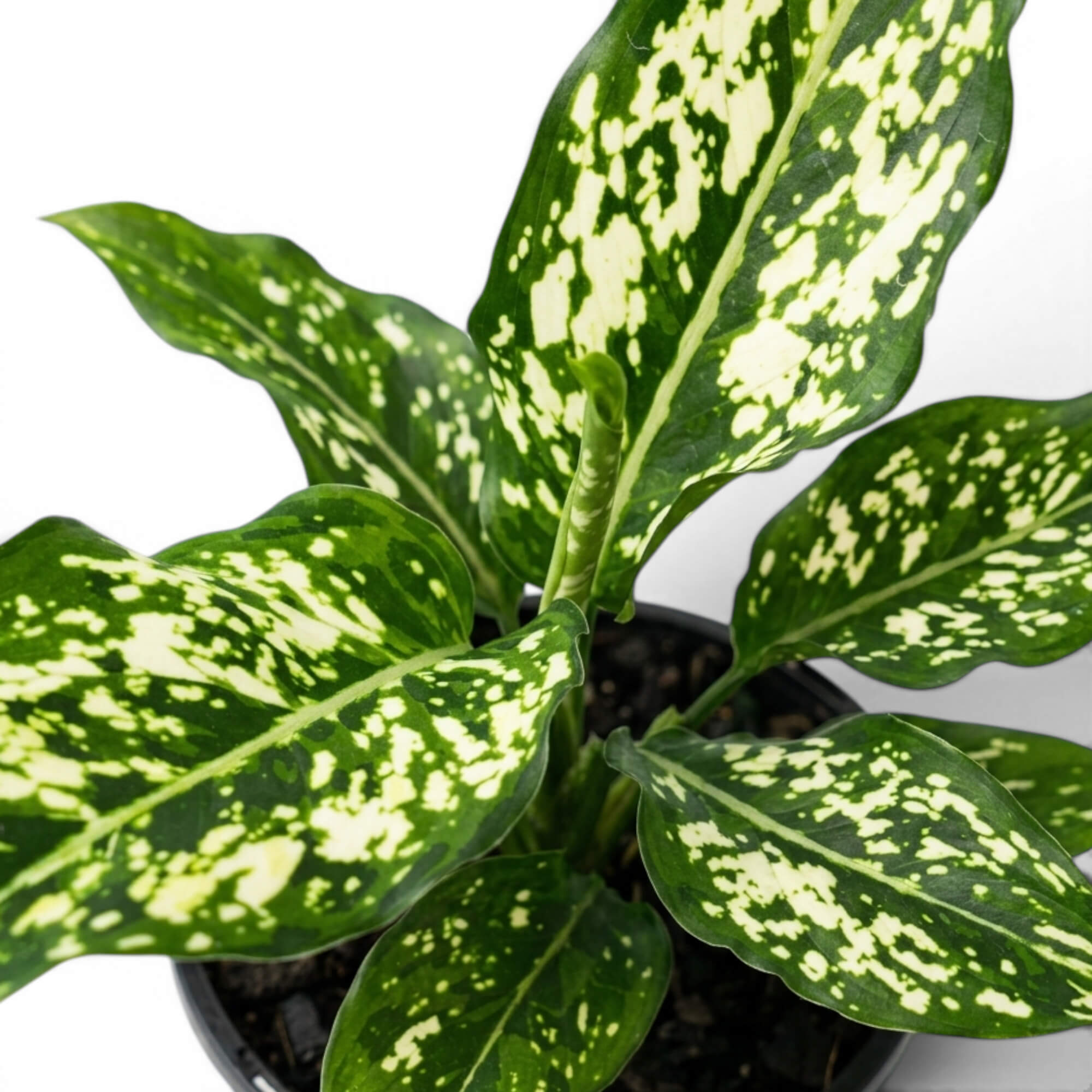 Close-up of green Agaloanema Snowflake foliage with white spots on a plain background