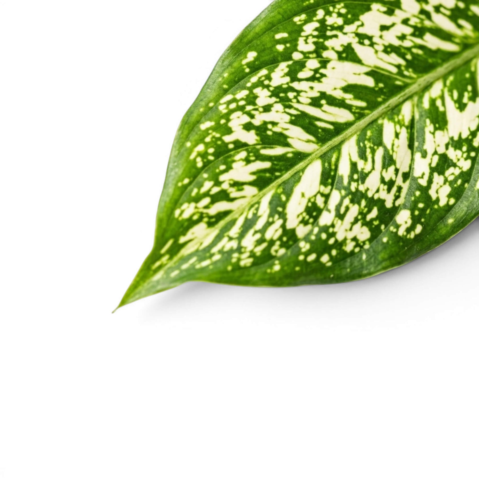 Close-up of green Agaloanema Snowflake foliage with white spots on a plain background