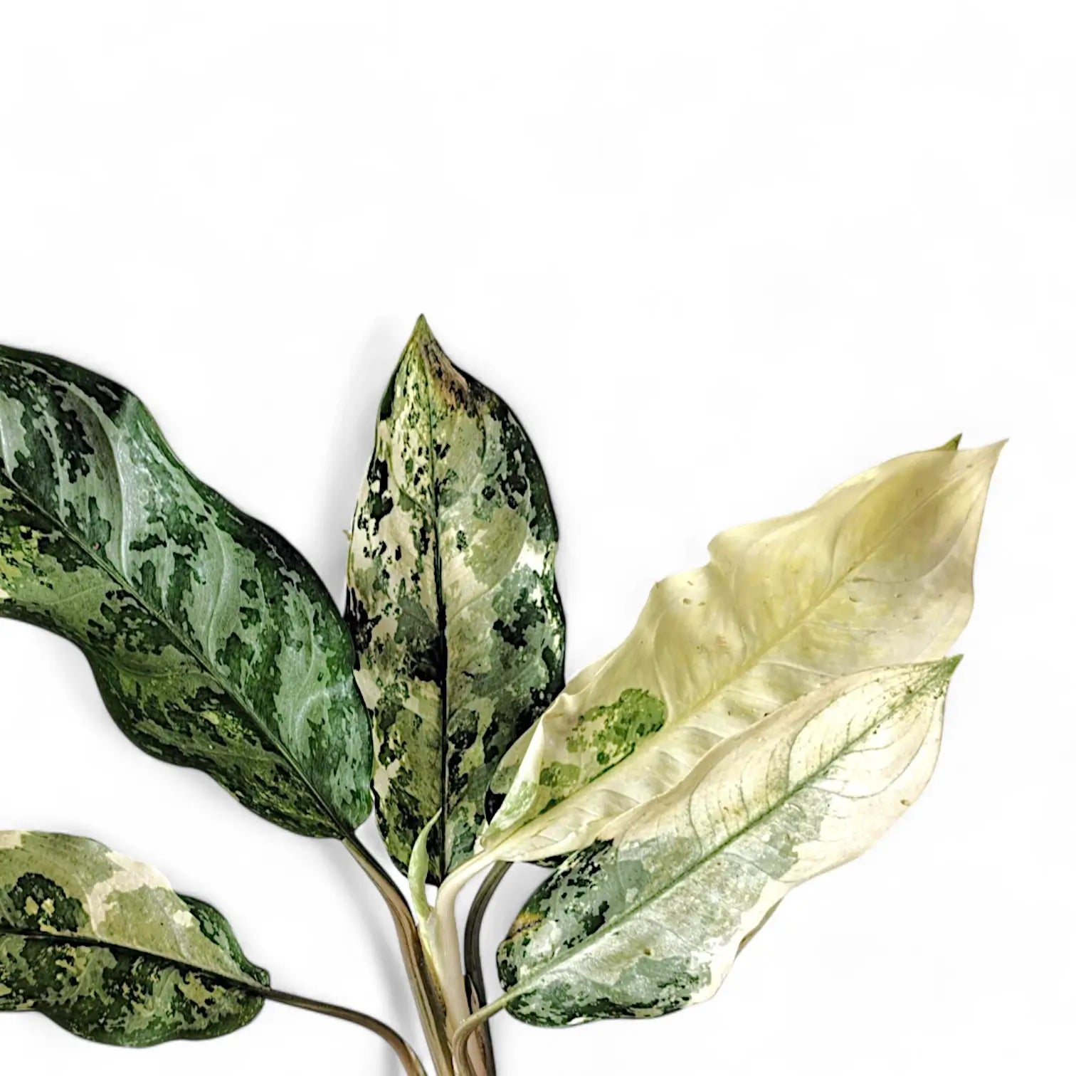 Aglaonema 'Spilt Milk' – Blattdetail vor weißem Hintergrund..