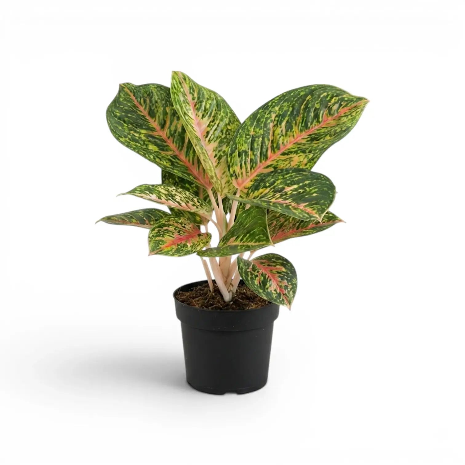 Aglaonema ‘Spring Red’ plant with pink-stemmed, mottled green foliage in a black nursery pot.