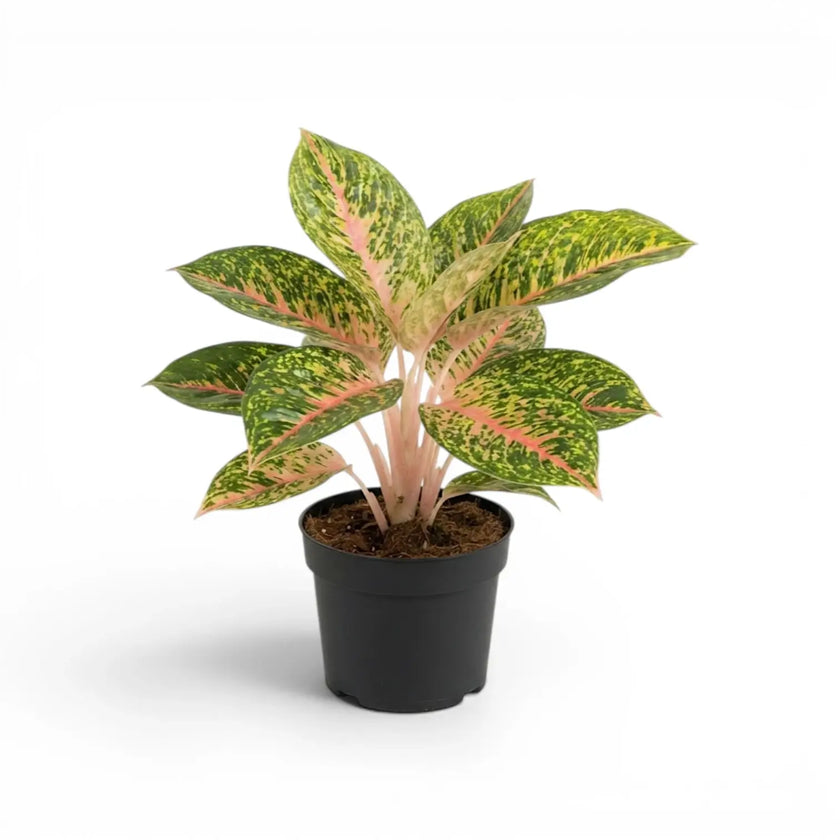 Aglaonema ‘Spring Red’ plant with a broad crown of pink-veined, mottled leaves in a black nursery pot.
