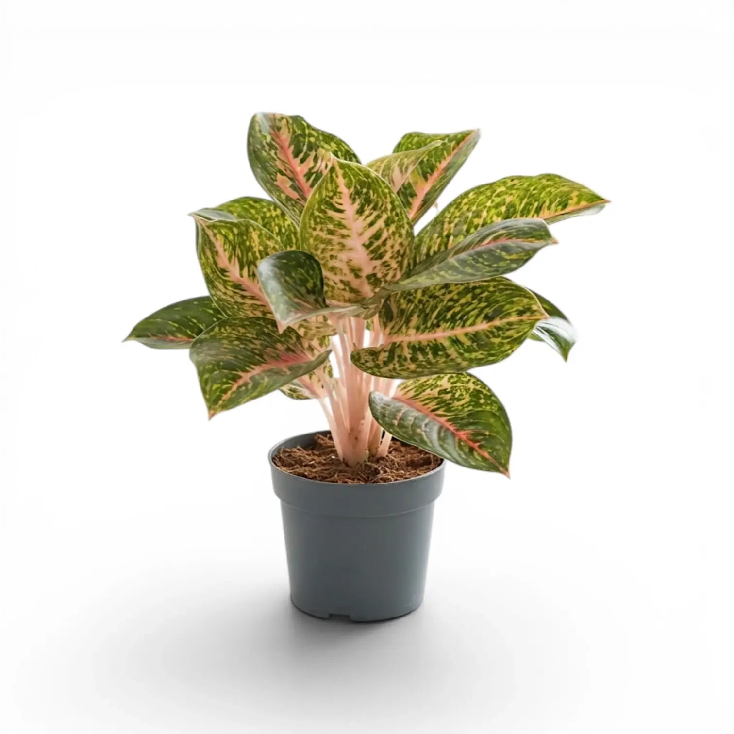 Upright Aglaonema ‘Spring Red’ with pink stems and green-speckled leaves in a grey nursery pot.
