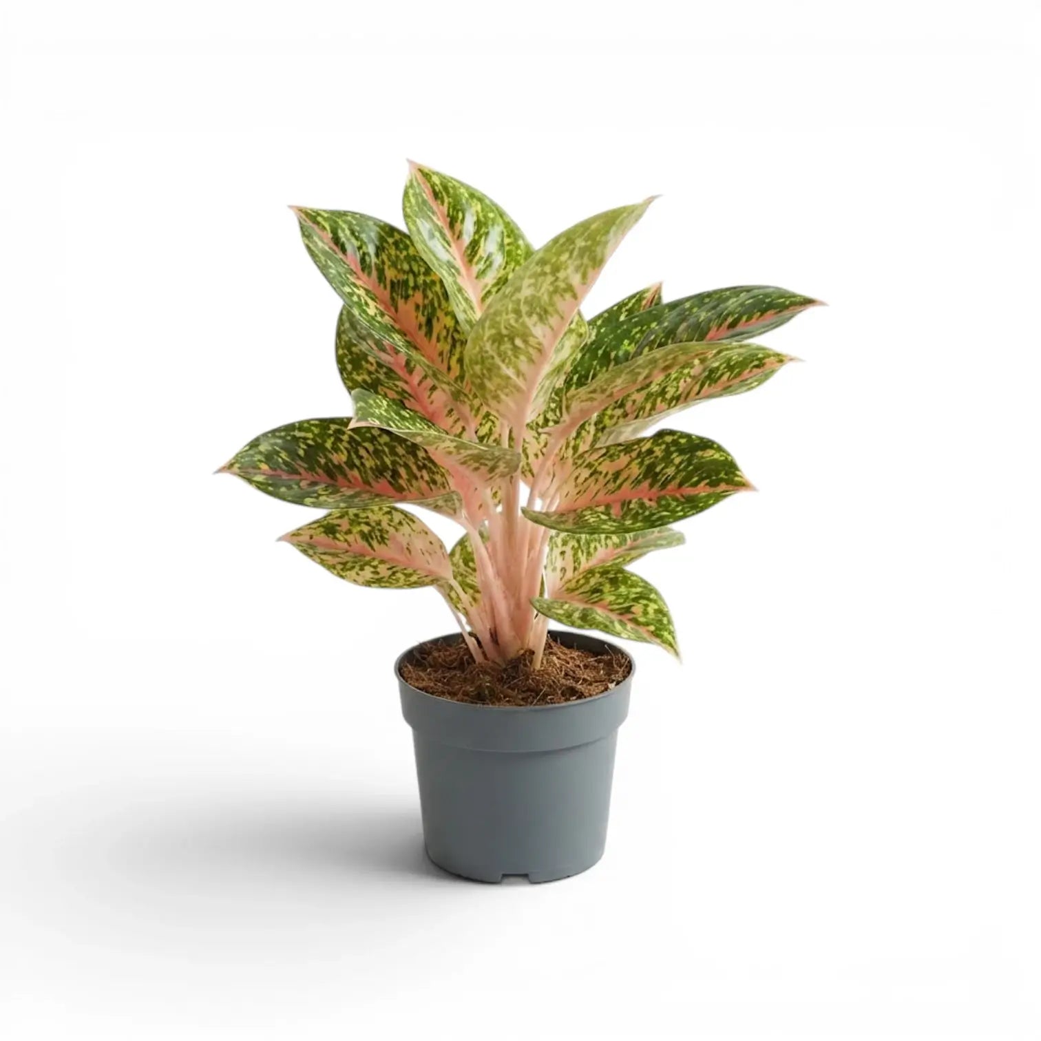 Aglaonema ‘Spring Red’ plant with layered green, yellow and coral-pink foliage in a grey nursery pot.
