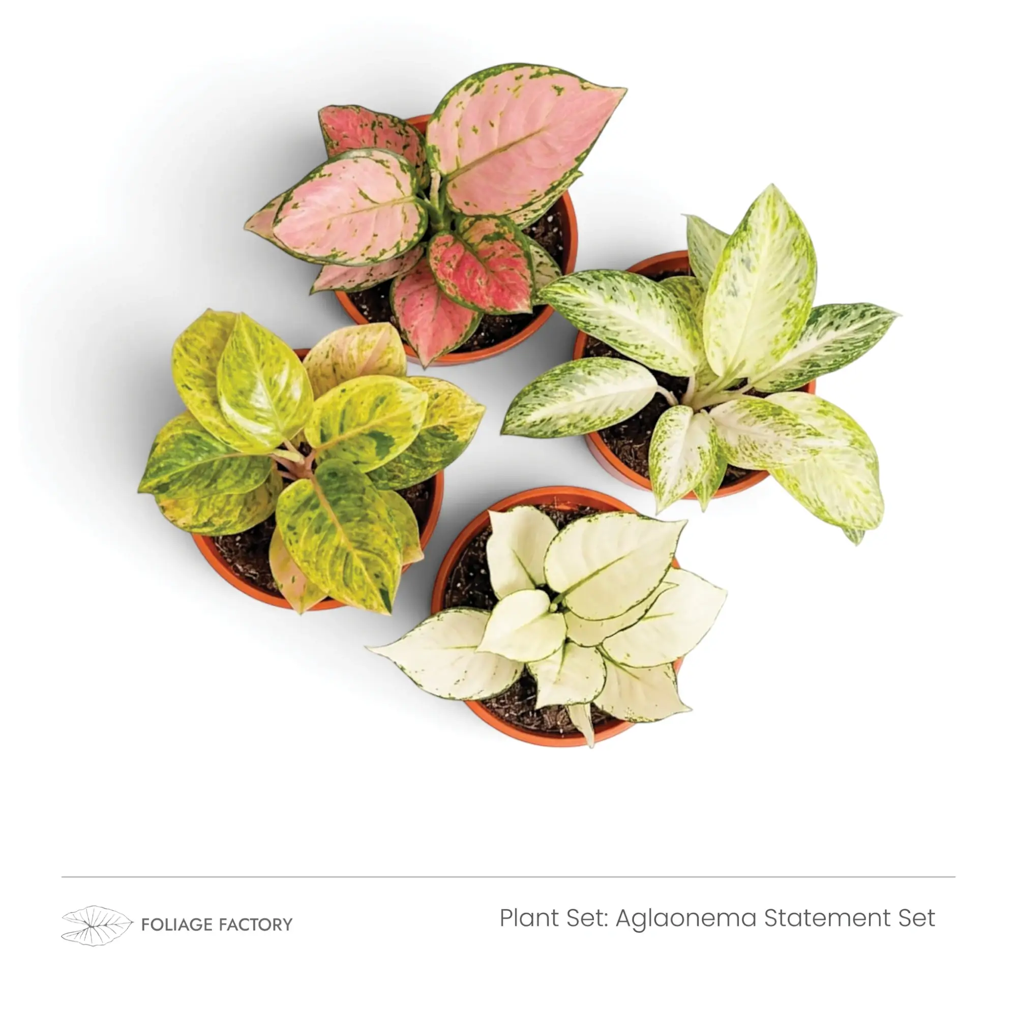 Aglaonema Statement Set with four pink, white and yellow-green plants viewed from above