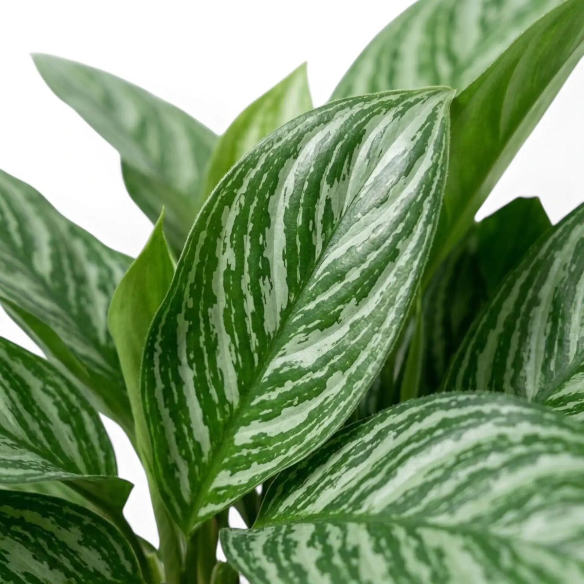 Nahaufnahme der breiten Blätter von Aglaonema 'Stripes' mit hellen silbergrünen Bändern, die quer über die Blätter verlaufen