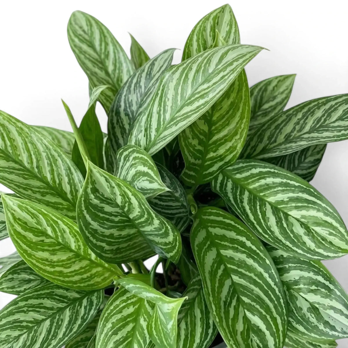 Aglaonema 'Stripes' mit breiten grünen Blättern und hellen Bändern entlang der seitlichen Blattadern