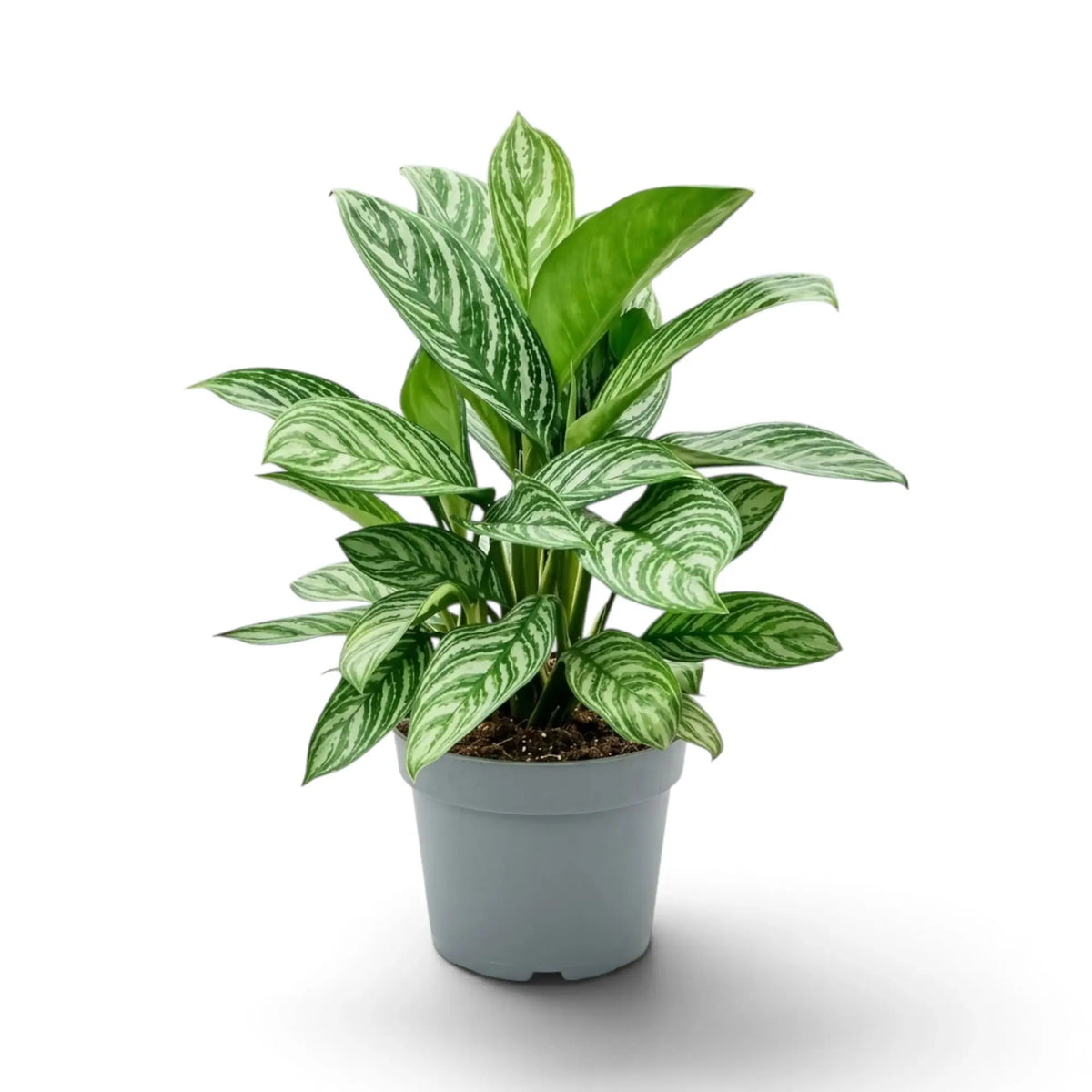 Große Aglaonema 'Stripes' mit dicht stehenden, breiten grünen Blättern mit silbergrünen Streifen